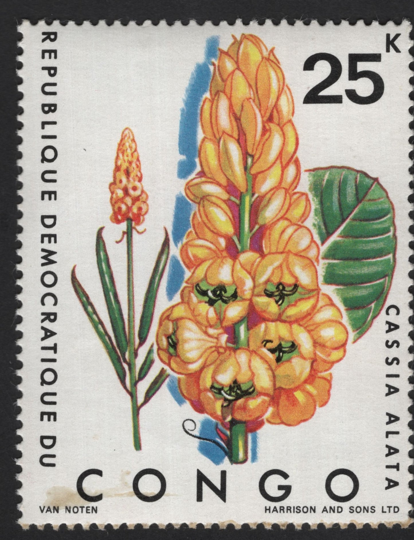 SCG13894 - Congo 25k Cassia Alata (Candle Bush) Botanical Issue