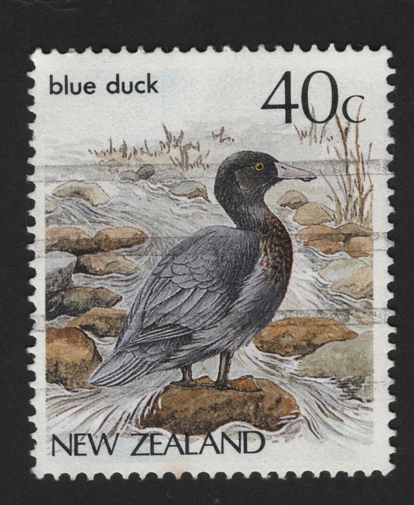 SCG13969 - New Zealand 40c Blue Duck (Whio) – Native River Wildlife Issue