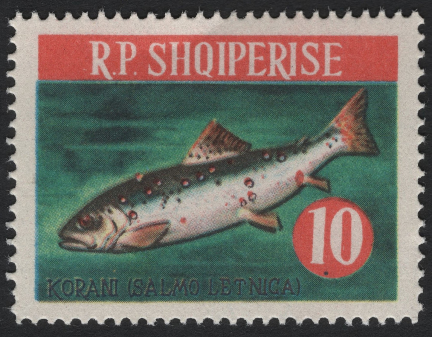 SCG6973 - Albania 1966 “Korani (Salmo letnica)”