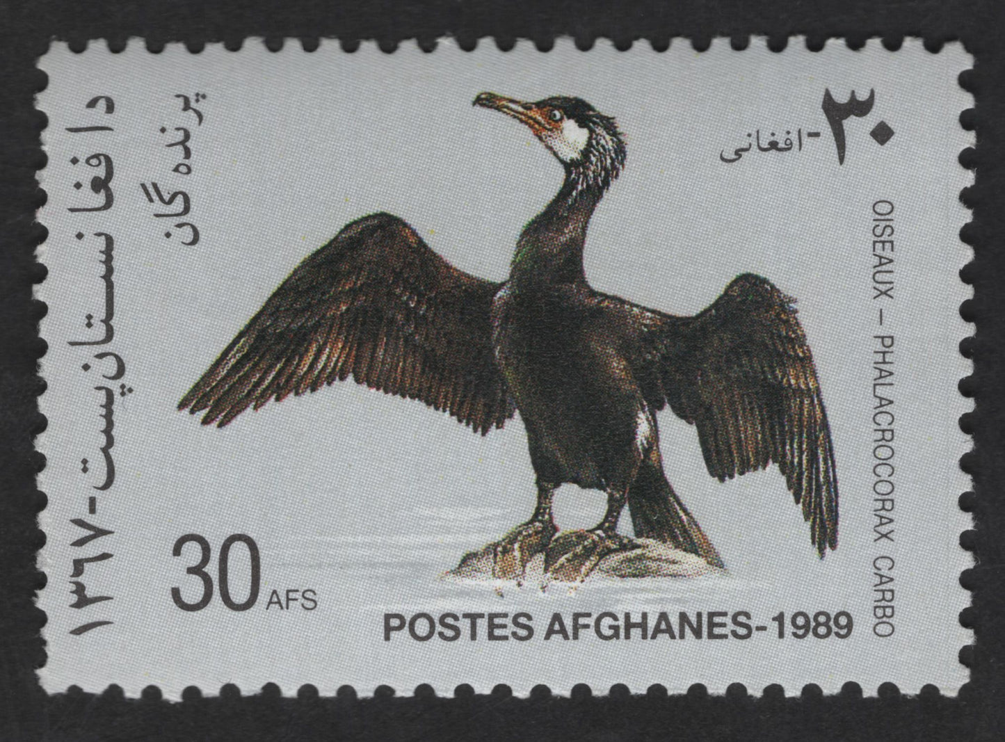 SCG12959 - Afghanistan 1989 – Great Cormorant (Phalacrocorax carbo) 30 AFS Bird Stamp