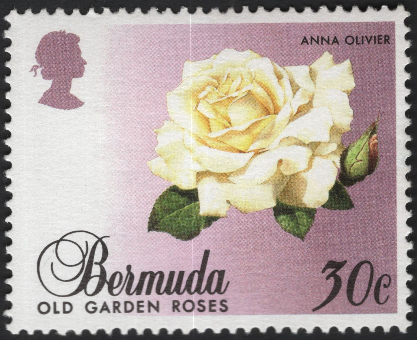 SCG9977 - Bermuda 30c “Anna Olivier” – Old Garden Roses Series