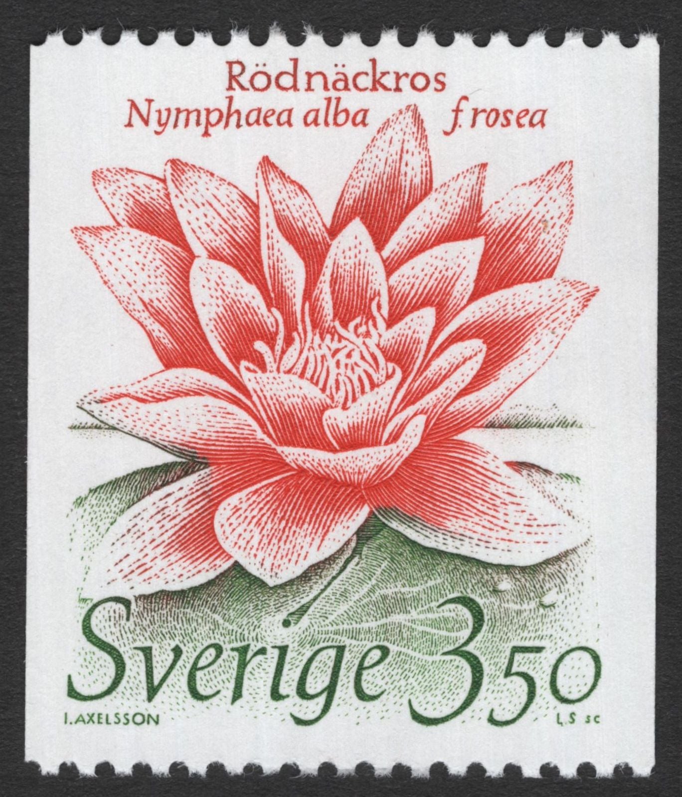 SCG11745 - Sweden Flora Definitive Pair – BrunKulla (Nigritella nigra) & Rödnäckros (Nymphaea alba f. rosea)