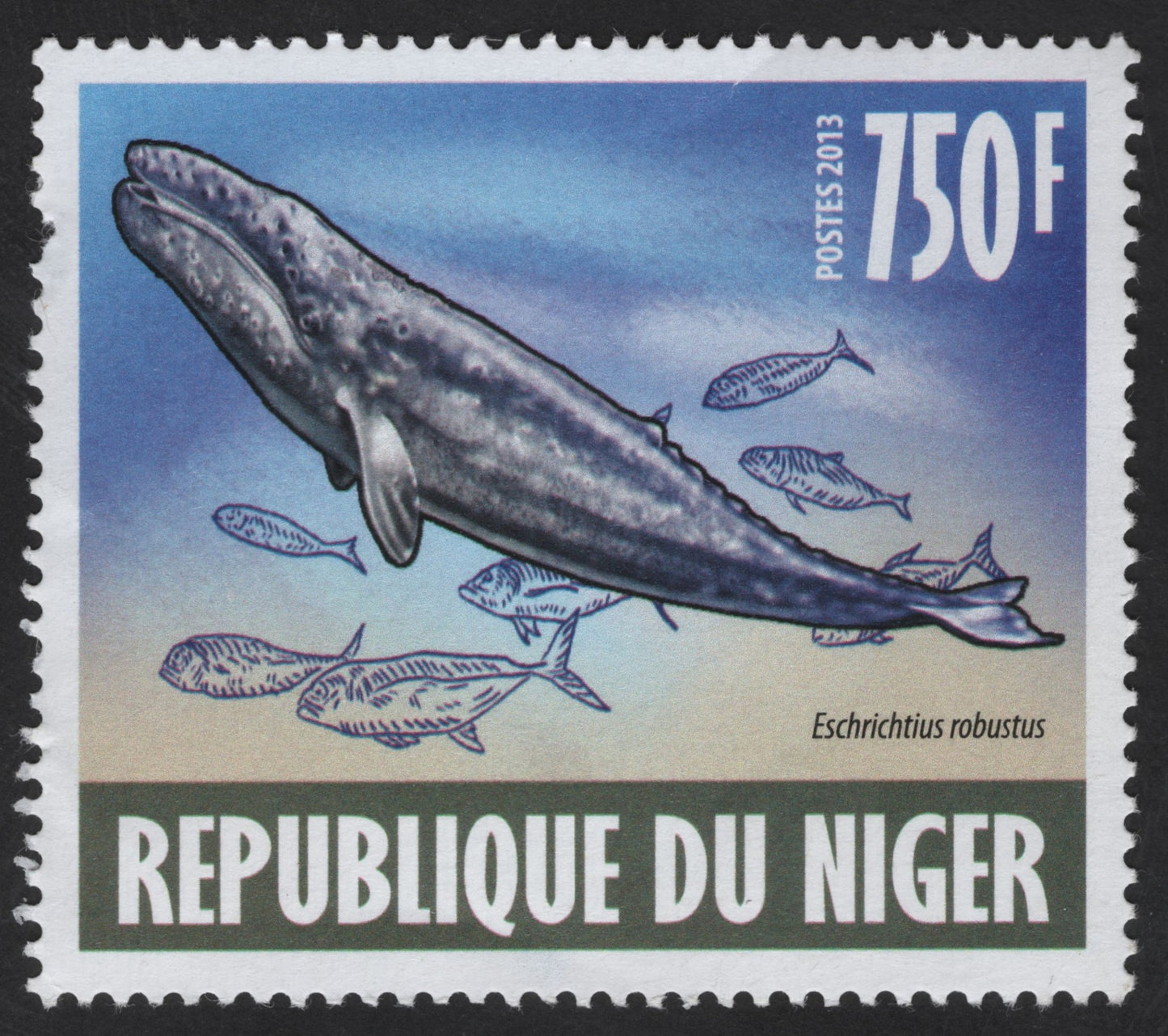SCG12349 - Gray Whale – Marine Wildlife Issue (2013)