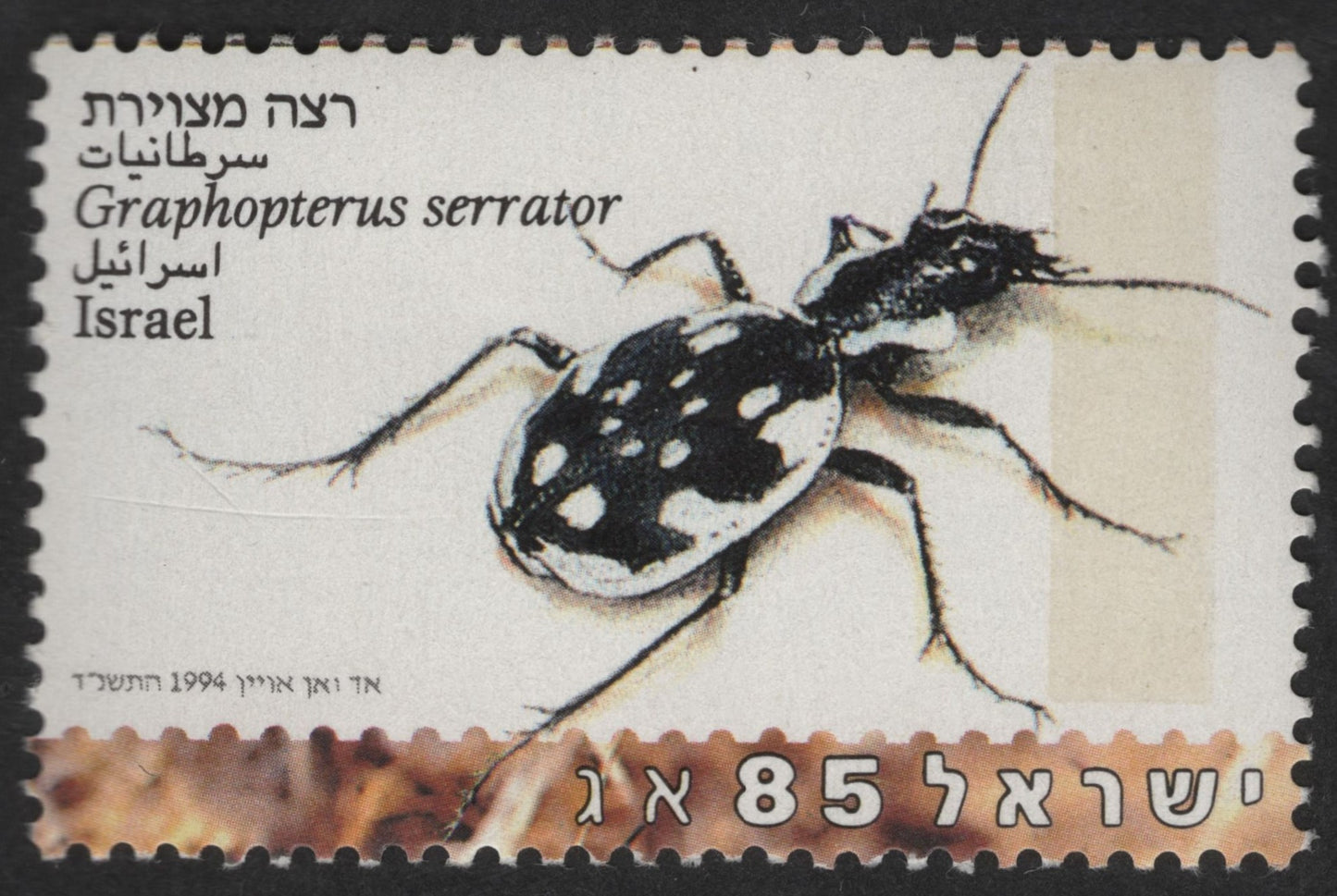 SCG13052 - Israel 1994 – Graphopterus serrator (85 Agorot)