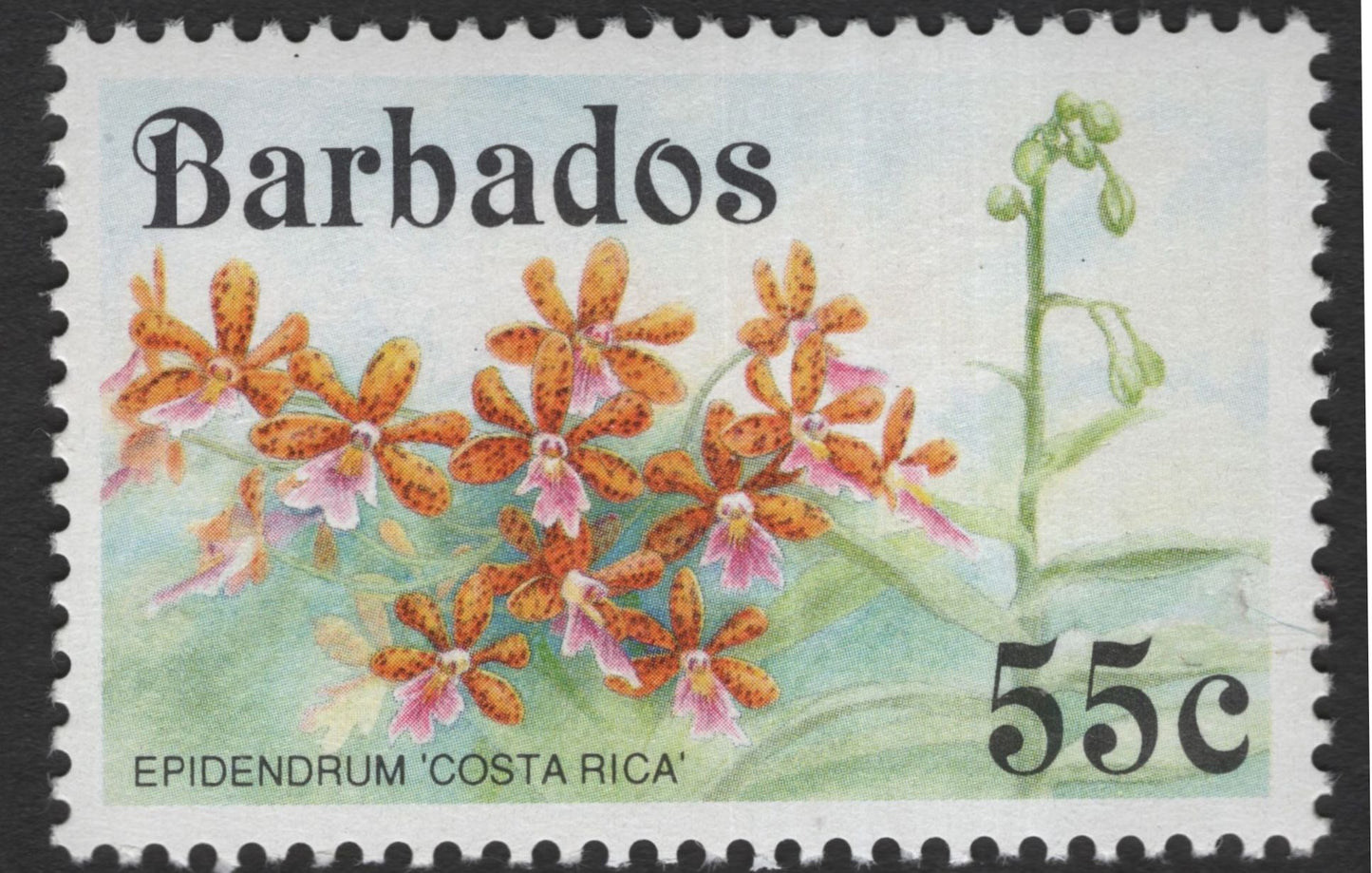SCG11978 - Barbados Orchid Series – Cattleya guttaca & Epidendrum ‘Costa Rica’