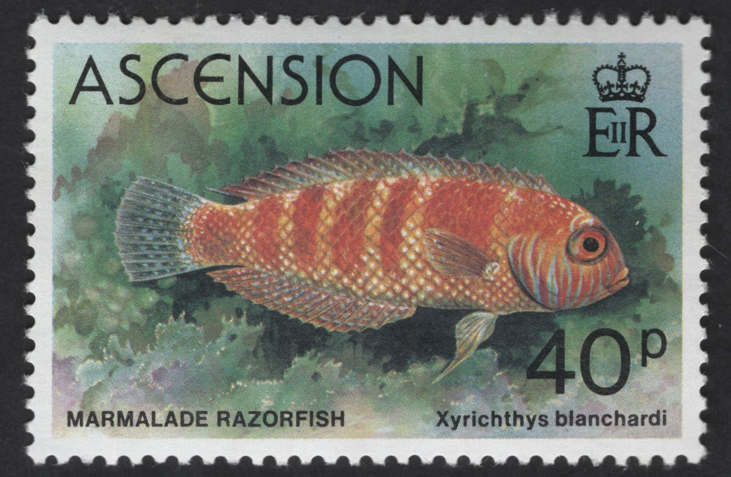 SCG13481 - Ascension Island Marine Fish Stamps – Lubbock’s Yellowtail & Marmalade Razorfish