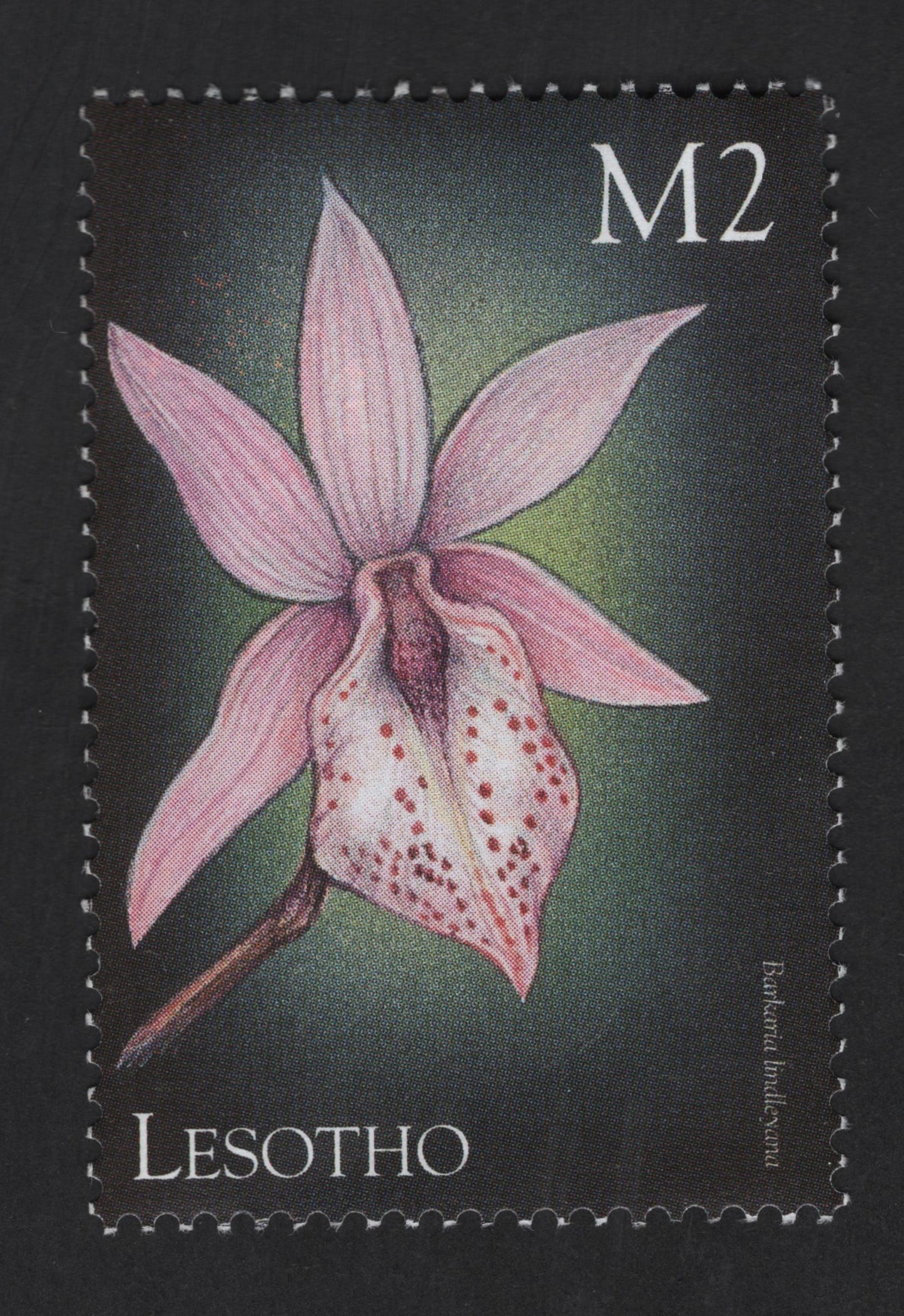 SCG13339 - Lesotho M2 Orchid Stamp – Brachycorythis lindleyana Wild Orchid