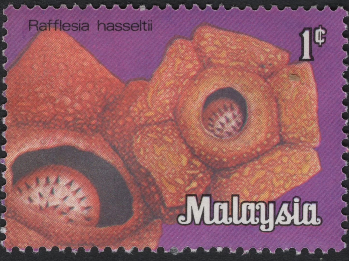 SCG7492 - Philatelic Entry: Malaysia 1 Cent “Rafflesia hasseltii” (Floral Issue)