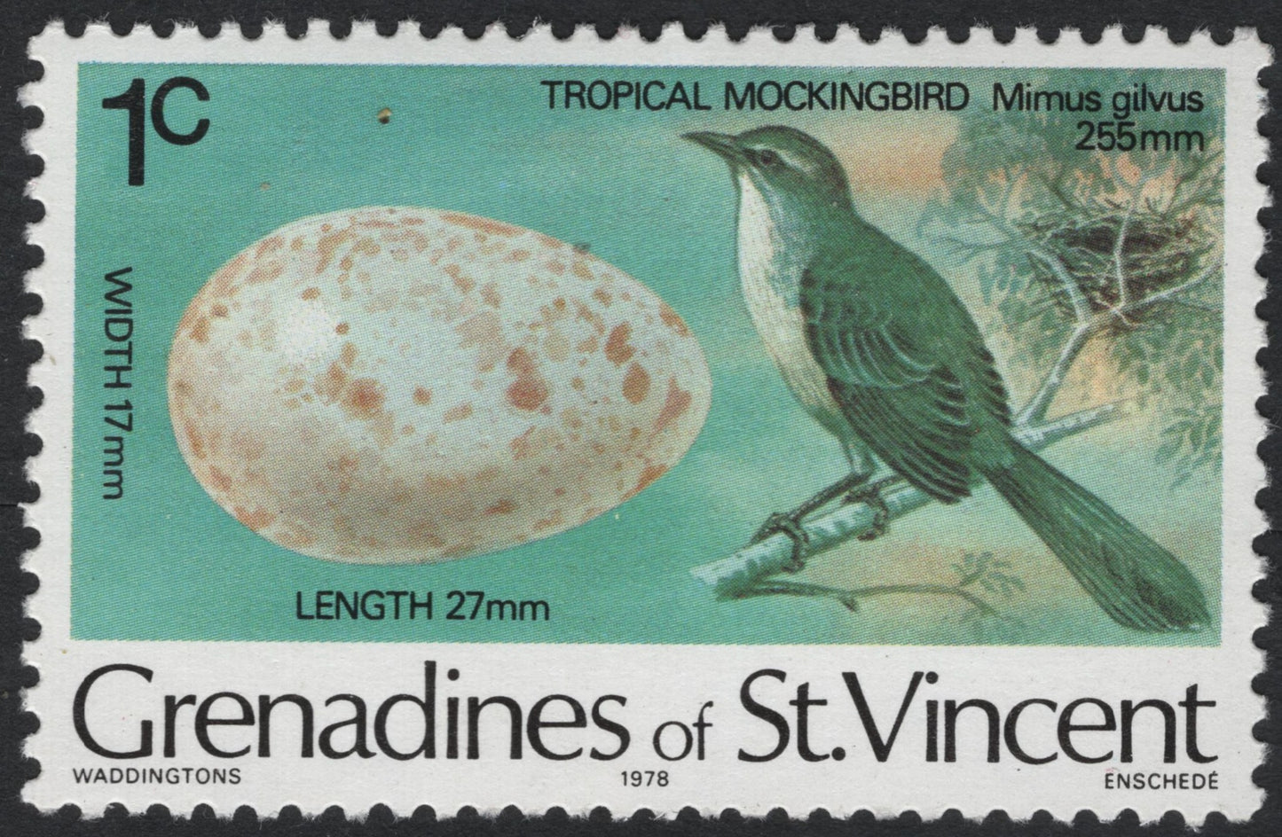 SCG7548 - Tropical Mockingbird – Mimus gilvus (Grenadines of St. Vincent, 1978)