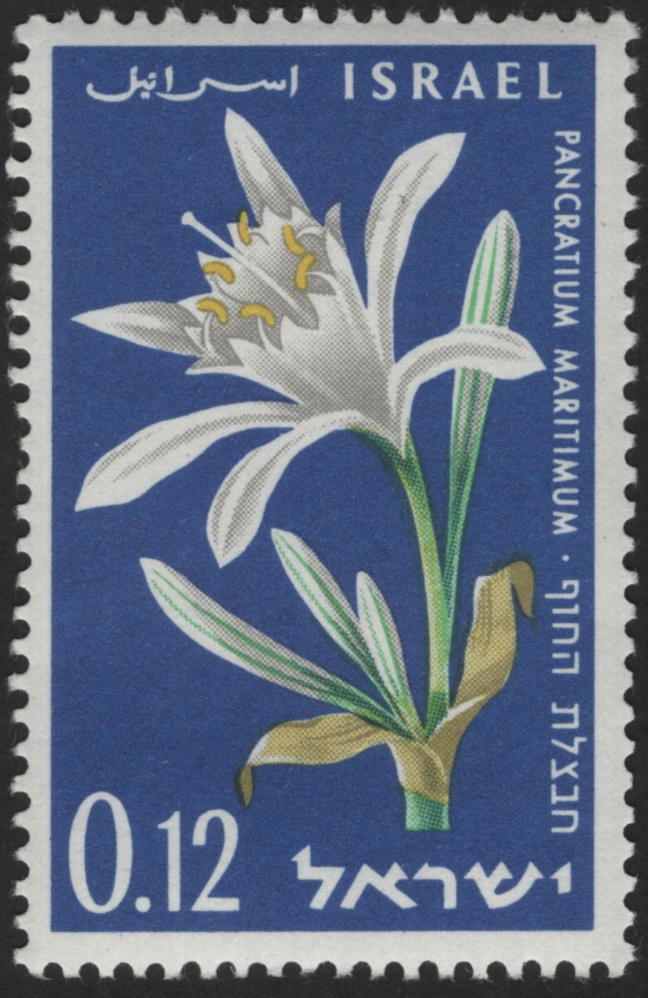 SCG12118 - Israel Wild Flowers Definitive Series – Oenothera & Pancratium