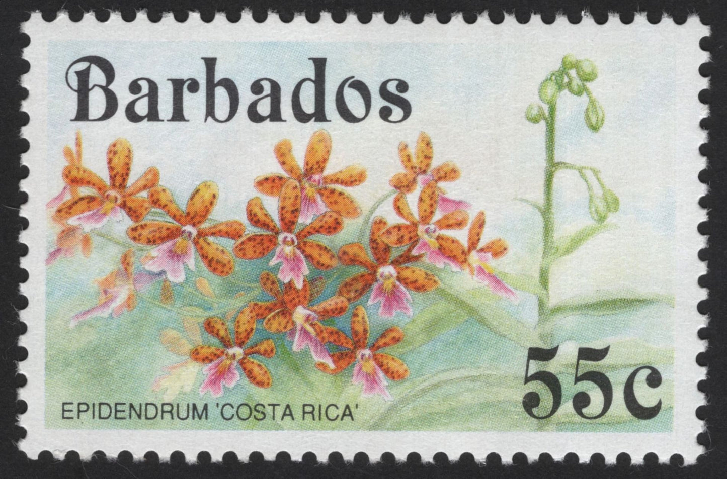SCG12189 - Barbados 55c Epidendrum “Costa Rica” Orchid Stamp