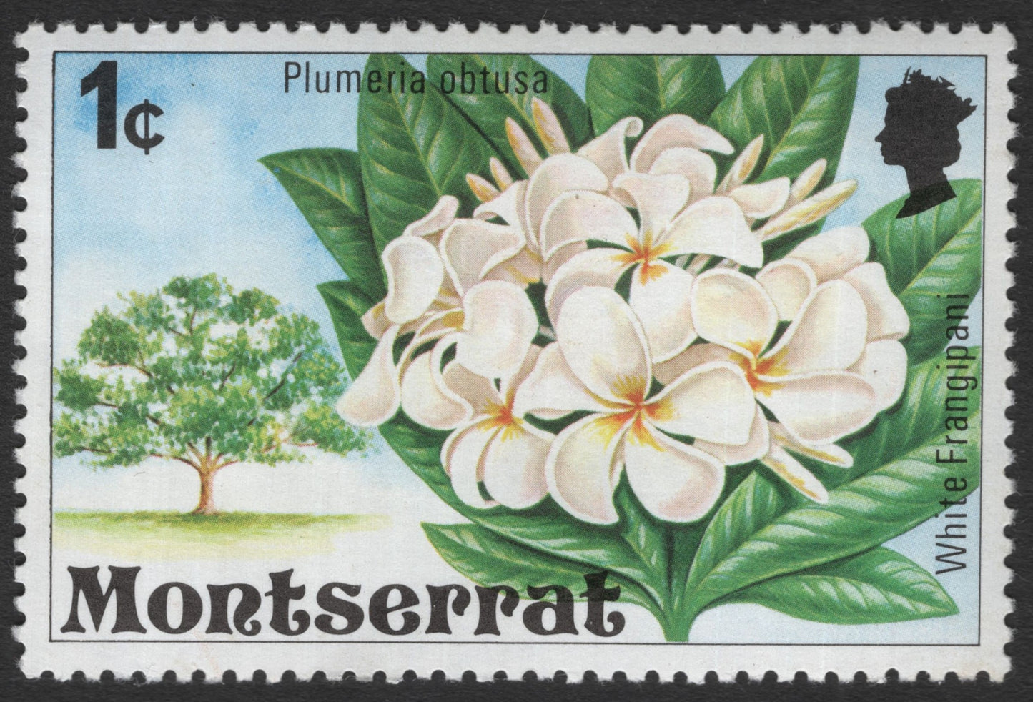 SCG11570 - Montserrat – White Frangipani (Plumeria obtusa) 1¢ Floral Definitive Stamp
