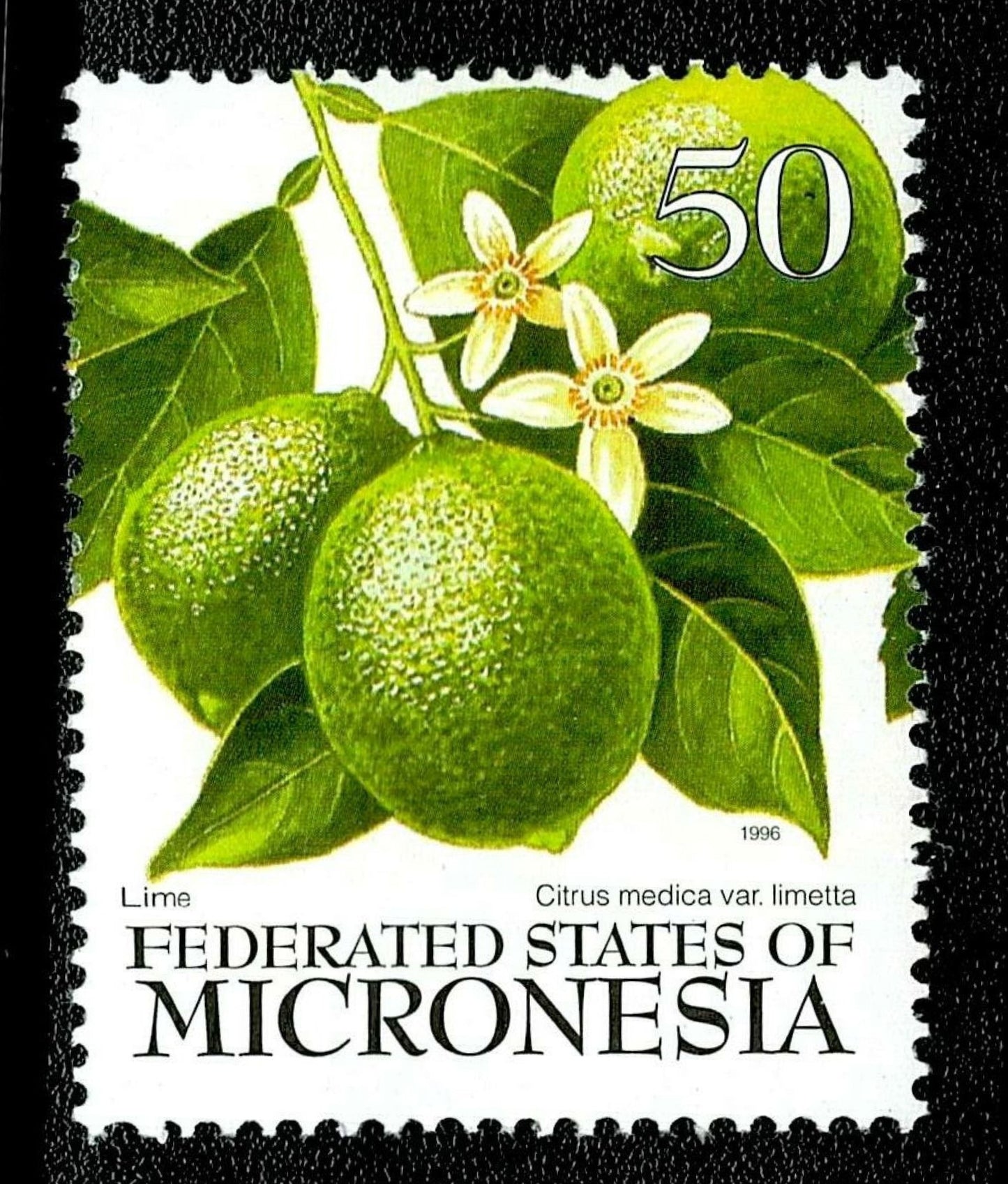 SCG135 Micronesia Citrus Fruit Stamps Set – Lime, Orange & Lemon (50c) 1996