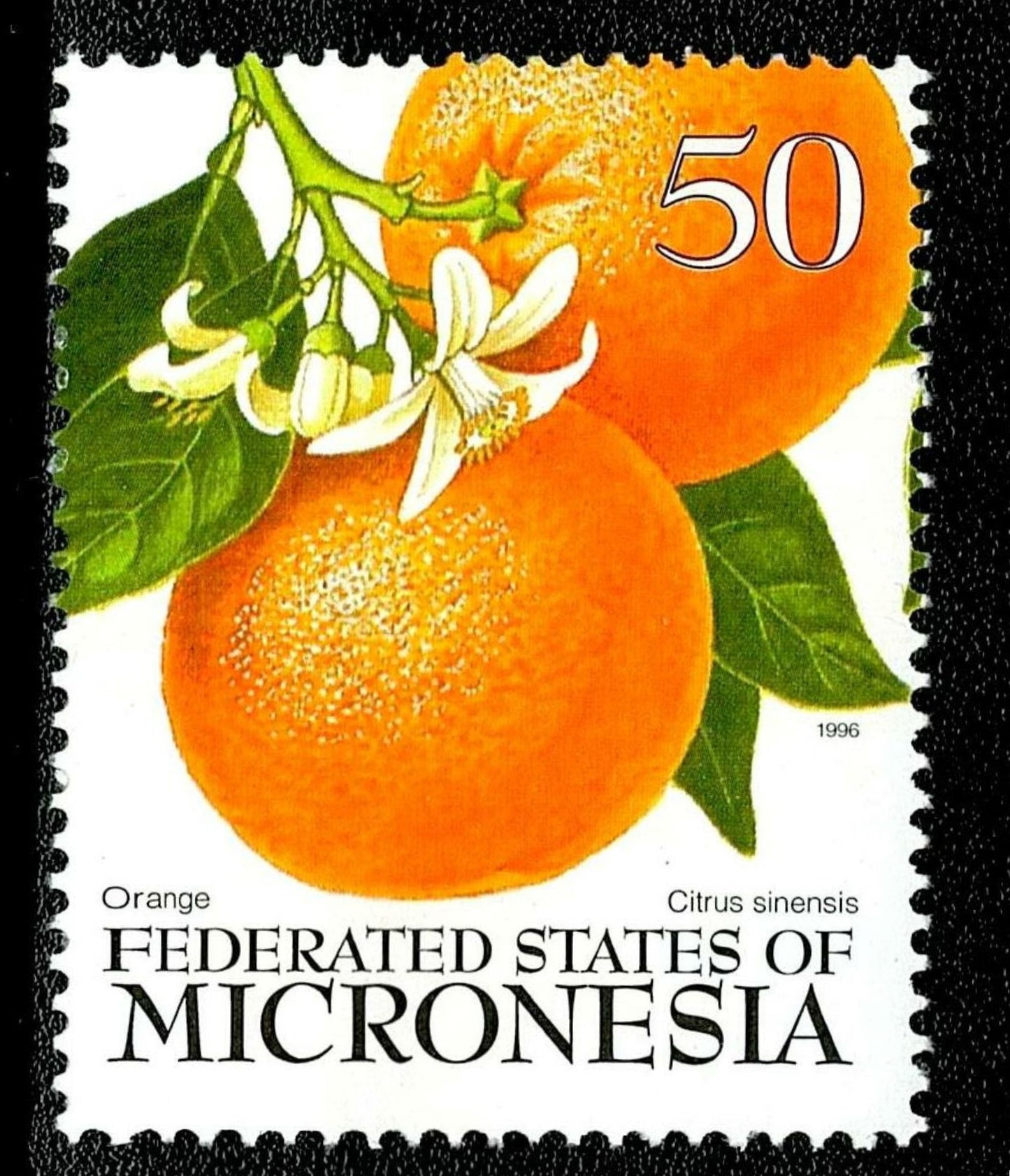 SCG135 Micronesia Citrus Fruit Stamps Set – Lime, Orange & Lemon (50c) 1996