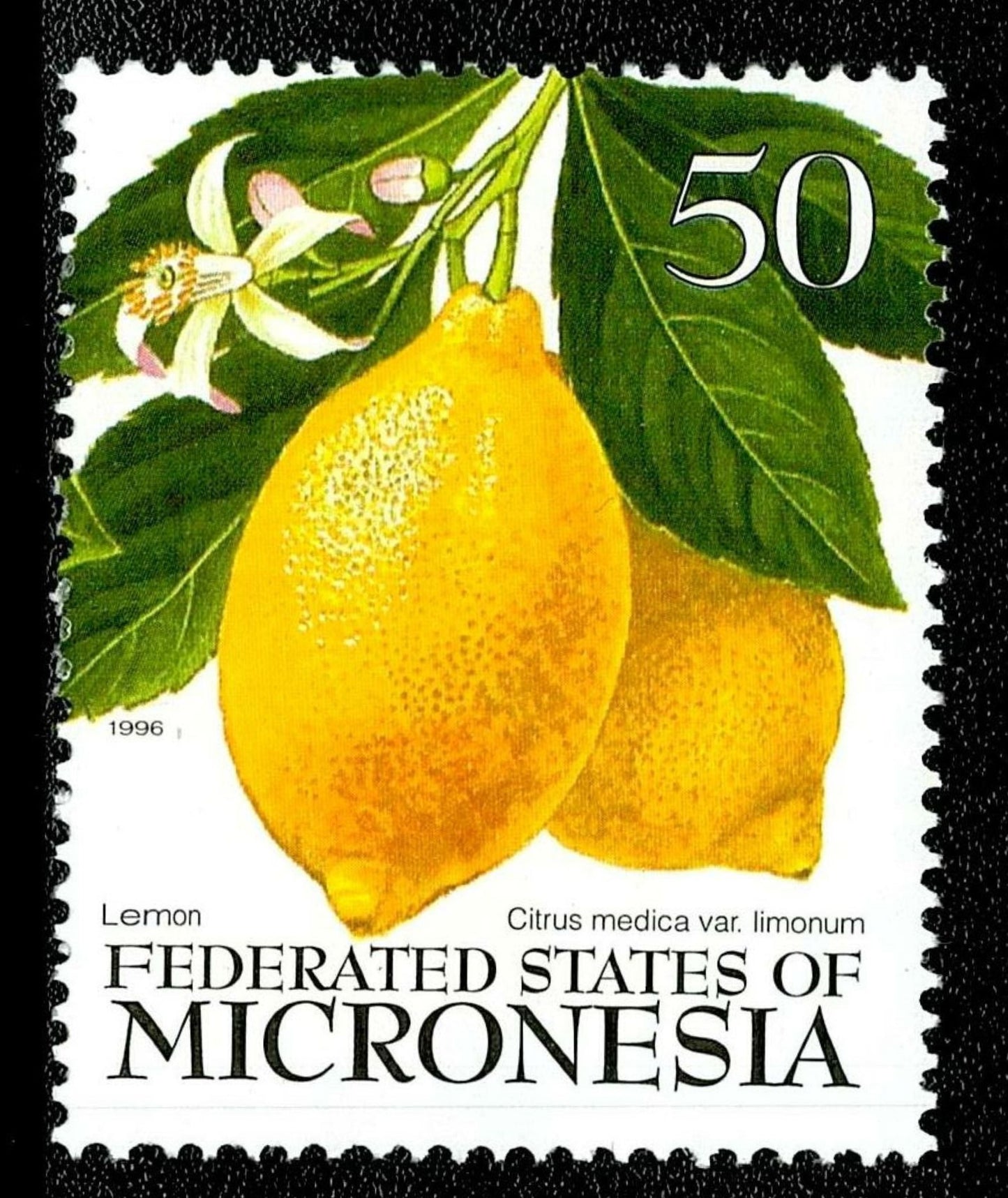 SCG135 Micronesia Citrus Fruit Stamps Set – Lime, Orange & Lemon (50c) 1996