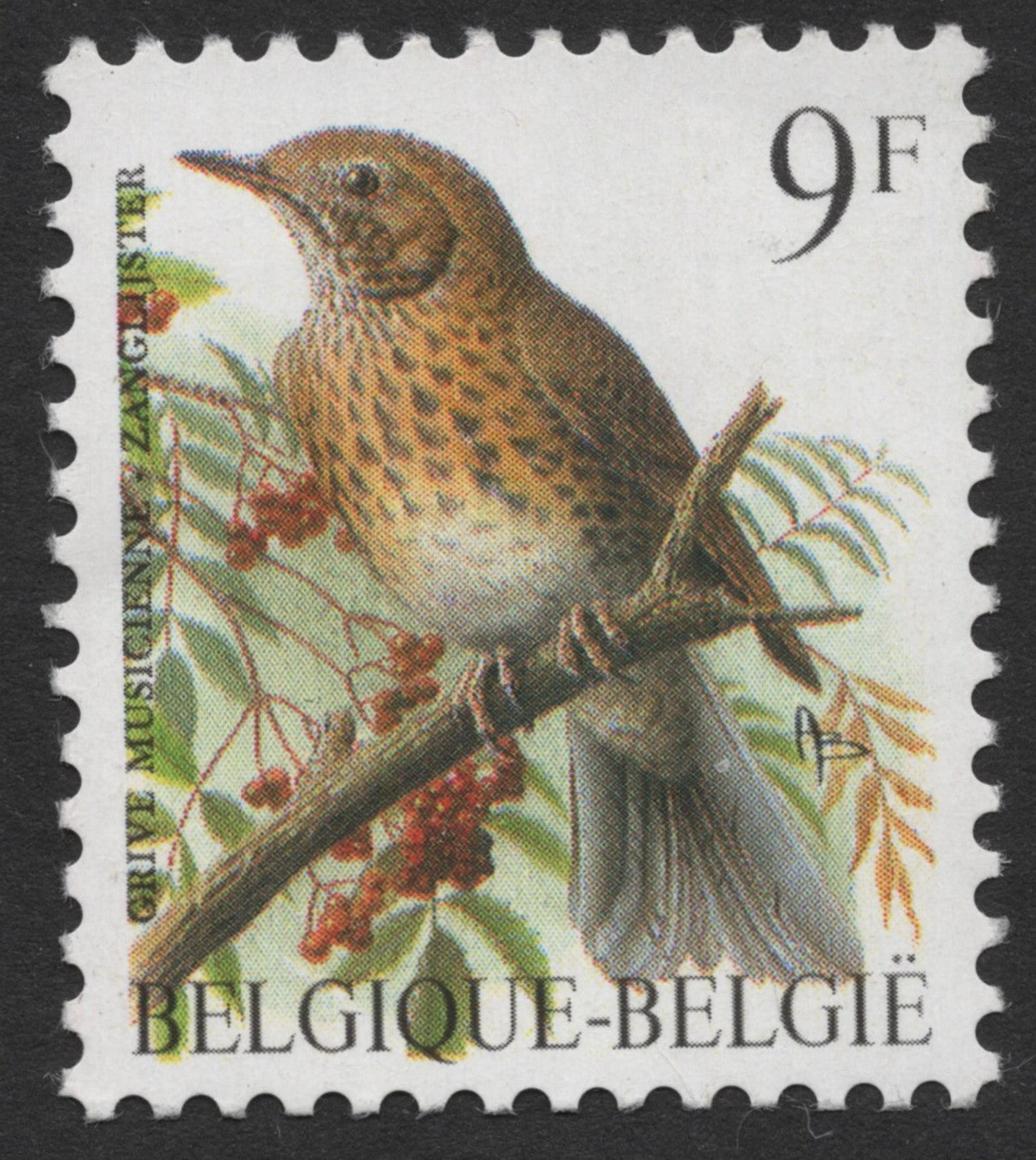 SCG325 - Belgium 9F – Song Thrush on Berry Branch