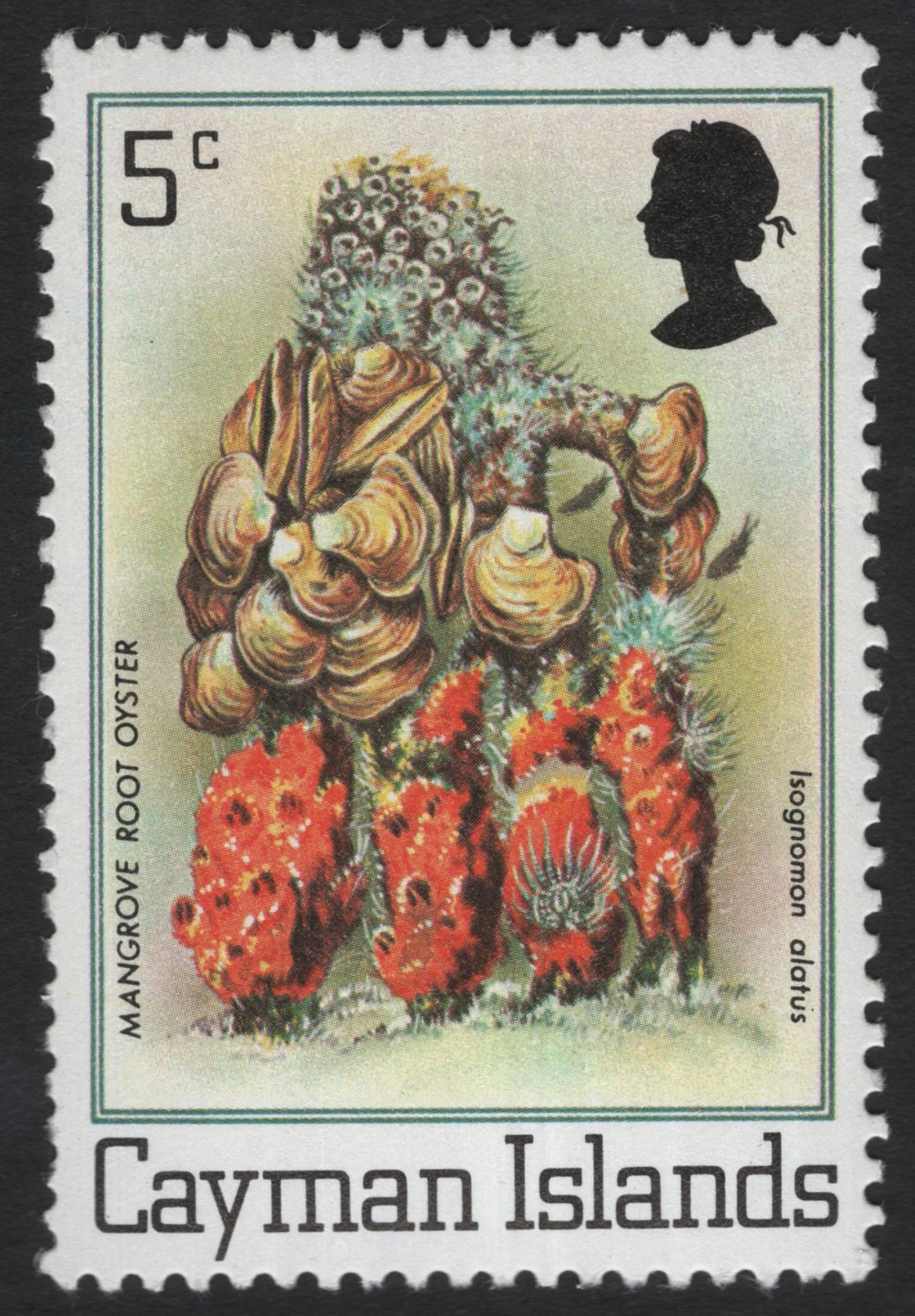 SCG8542 - Cayman Islands – Mangrove Root Oyster (Isognomon alatus), 5¢