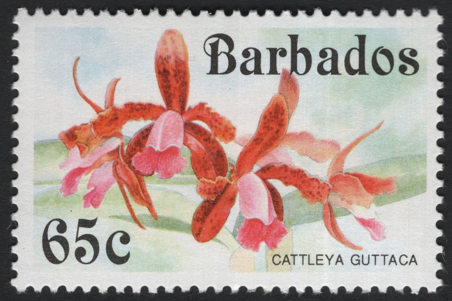 SCG8807 - Barbados 65c Cattleya Guttaca Orchid (c. 1970s)