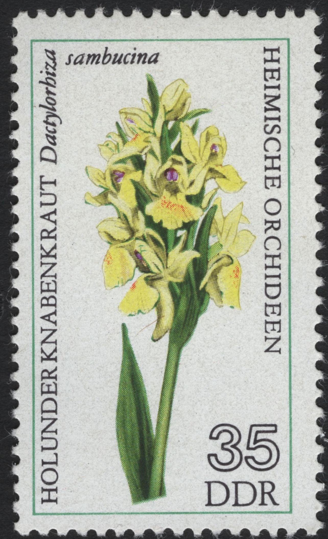 SCG8312 - DDR 1975 “Heimische Orchideen” – Native Orchids of East Germany