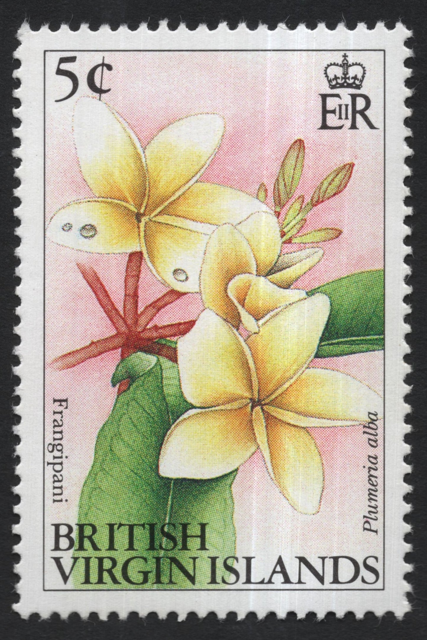 SCG7635 - British Virgin Islands – Frangipani (Plumeria alba)