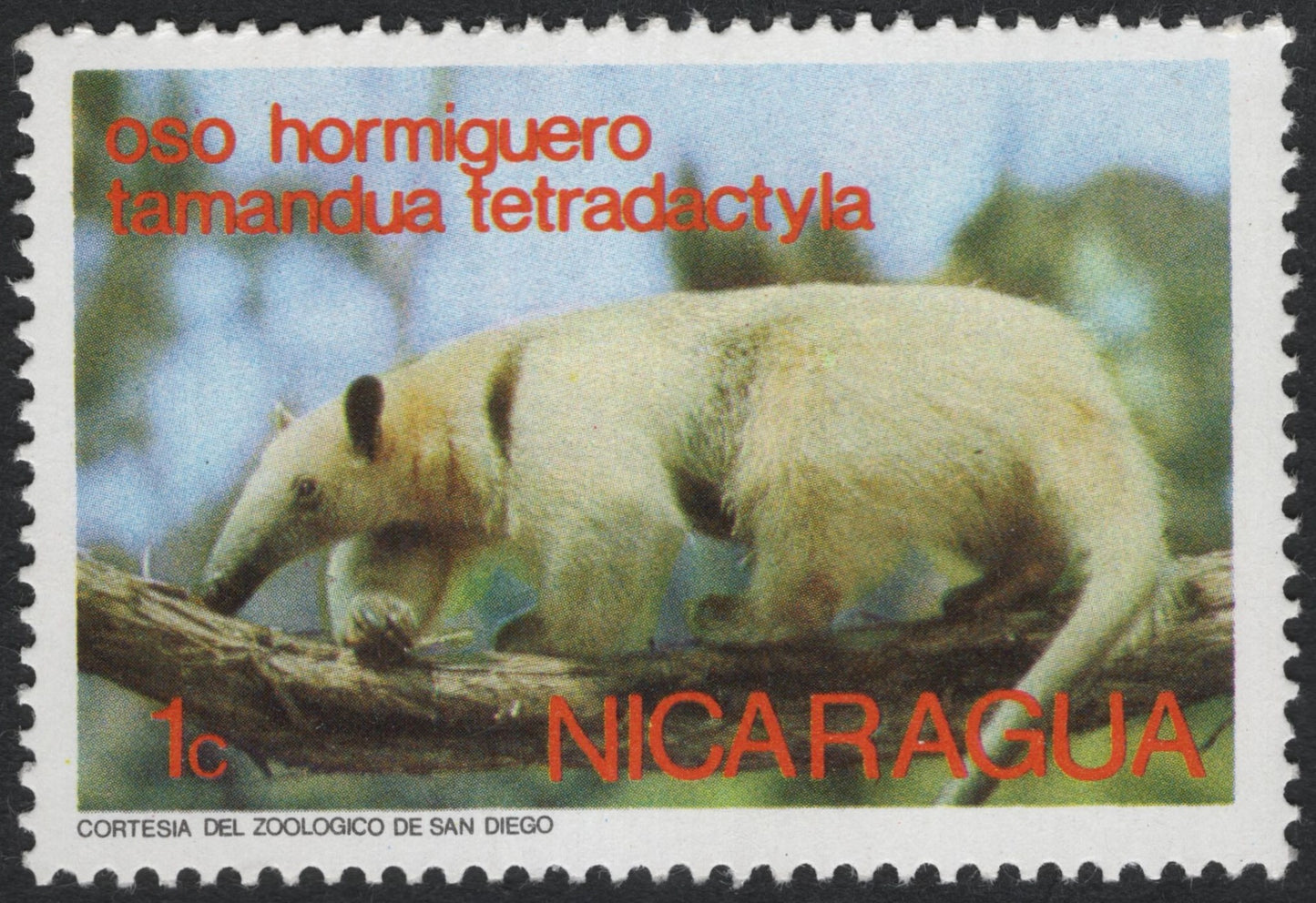 SCG7450 - Nicaragua 1c “Oso Hormiguero” Stamp – Tamandua Tetradactyla