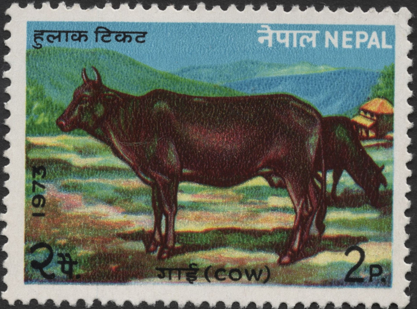 SCG1276 -Nepal 1973 – Rural Cow and Himalayan Farmland Scene