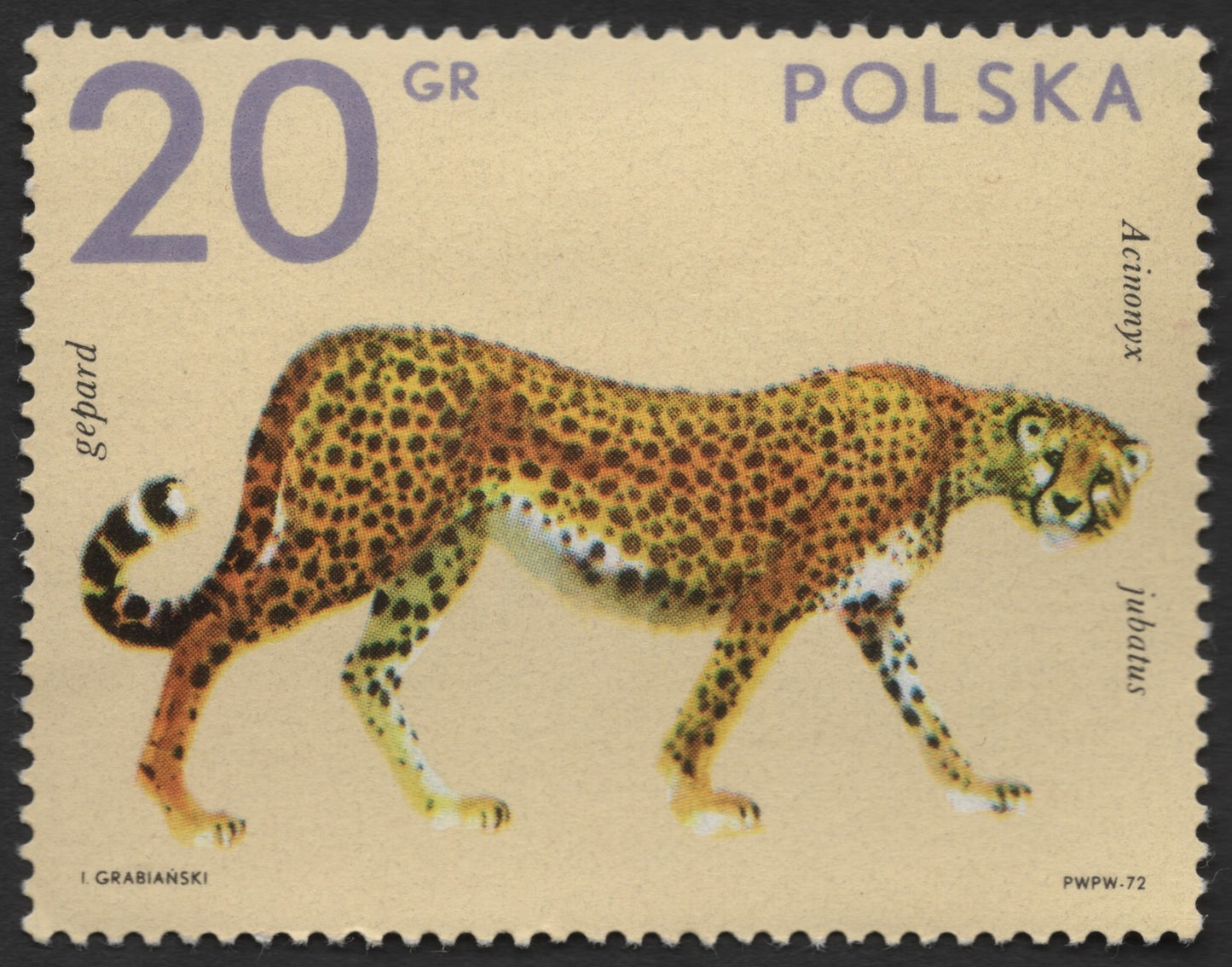 SCG1280 - Poland 1972 – Cheetah in the Wild Series