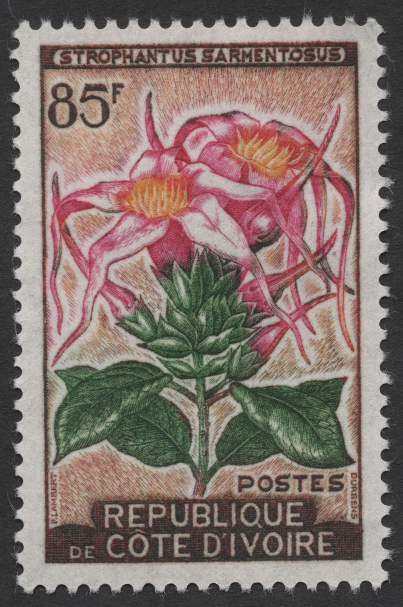 SCG1398 - Medicinal Vine of Africa – Strophanthus Stamp