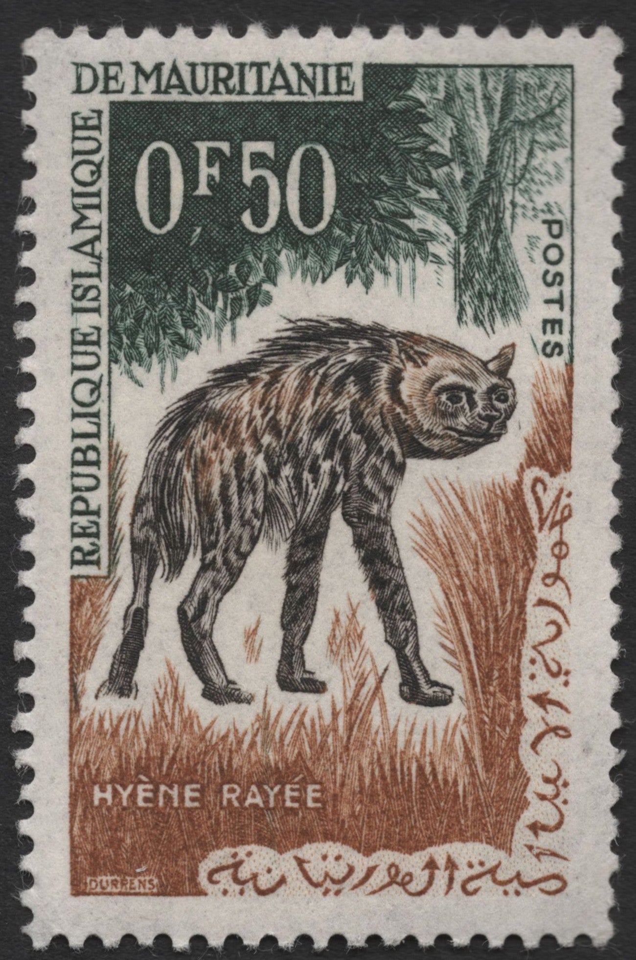 SCG1421 - Mauritania – Striped Hyena in the Grasslands