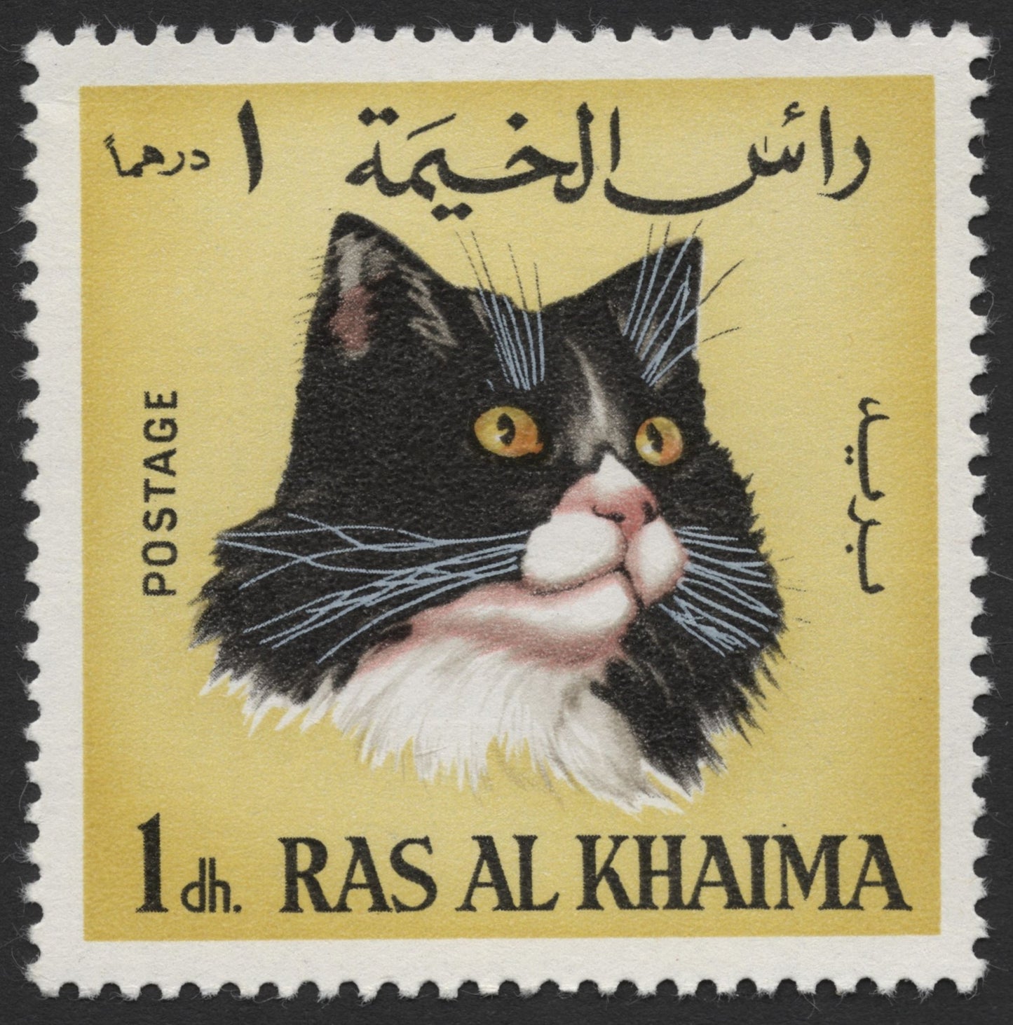 SCG1556 - Ras Al Khaimah Feline Series – Trio of Cat Portraits in Dh Series
