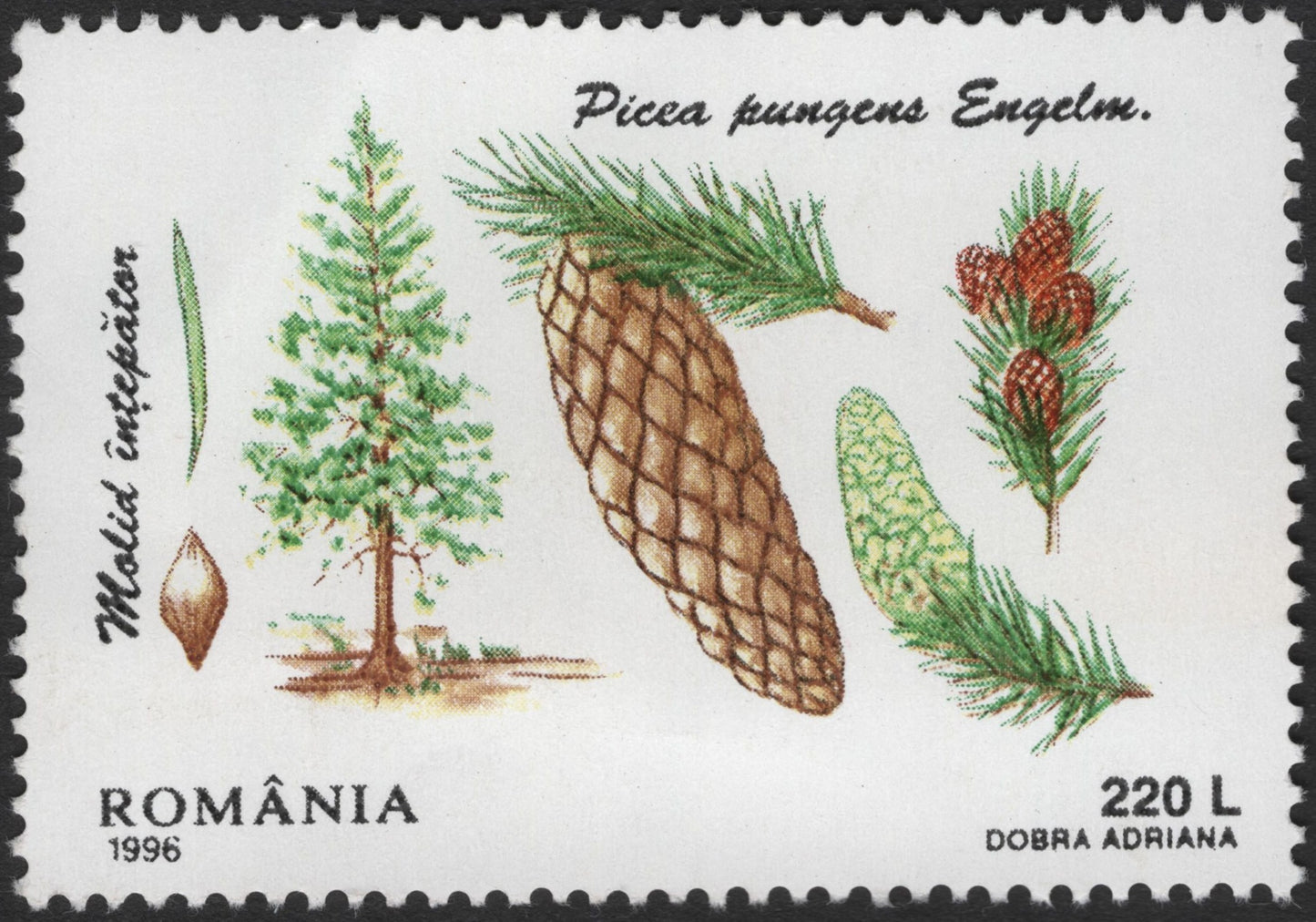 SCG2500 - Romania 1996 Picea Pungens Stamp – Blue Spruce