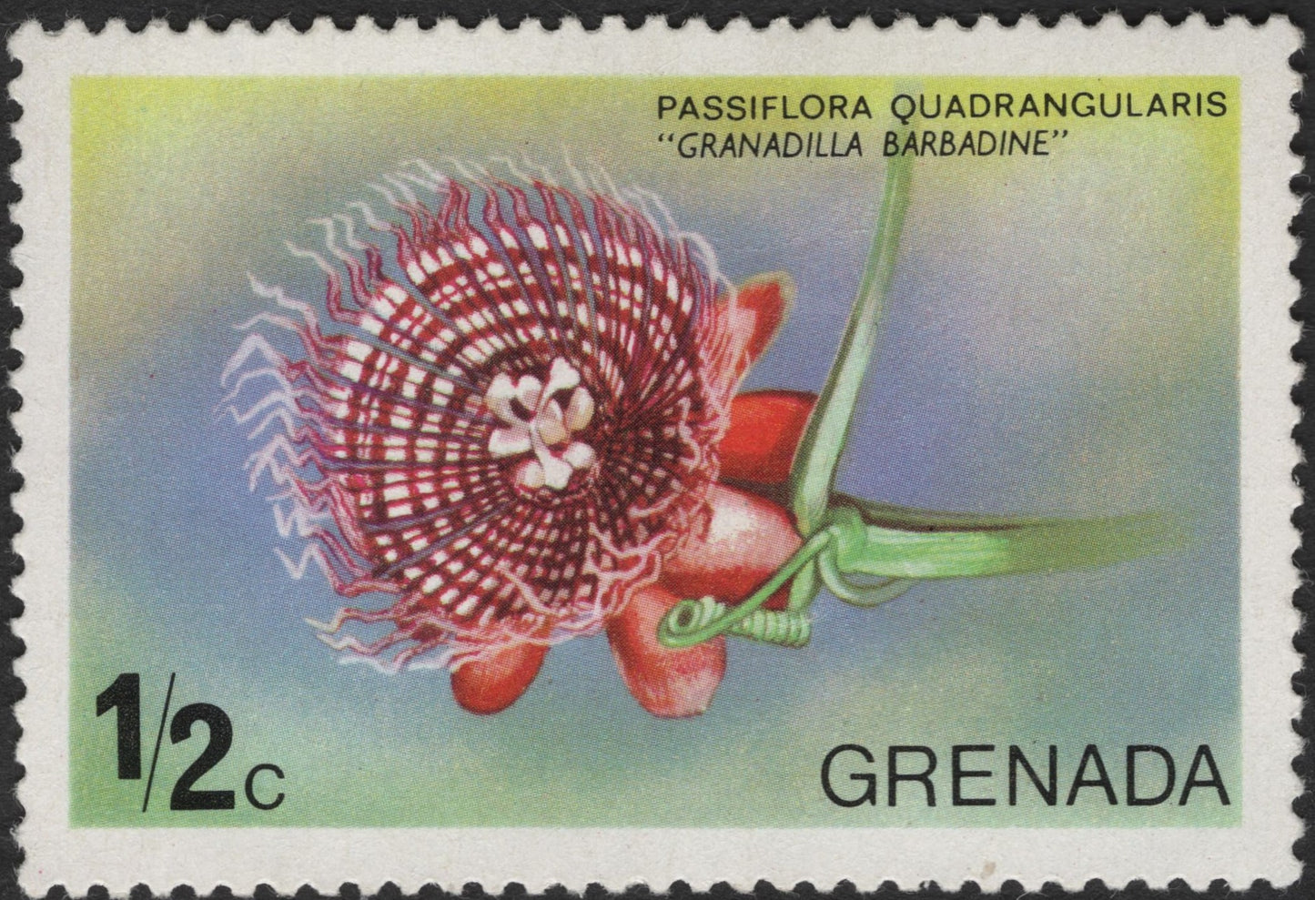SCG2752 - Grenada ½c Botanical Stamp – Granadilla Barbadian (Passiflora quadrangularis)