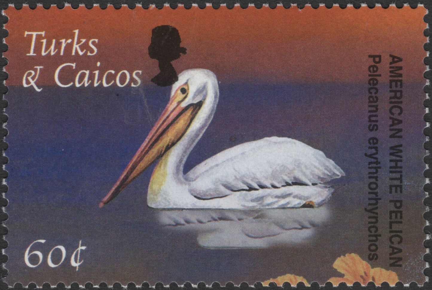 SCG3115 - Turks & Caicos 60¢ American White Pelican Stamp