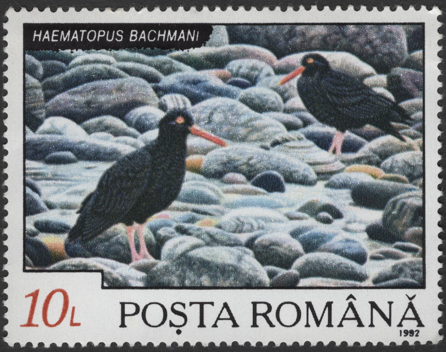 SCG3117 - Romania 1992 Black Oystercatcher Stamp – Haematopus bachmani