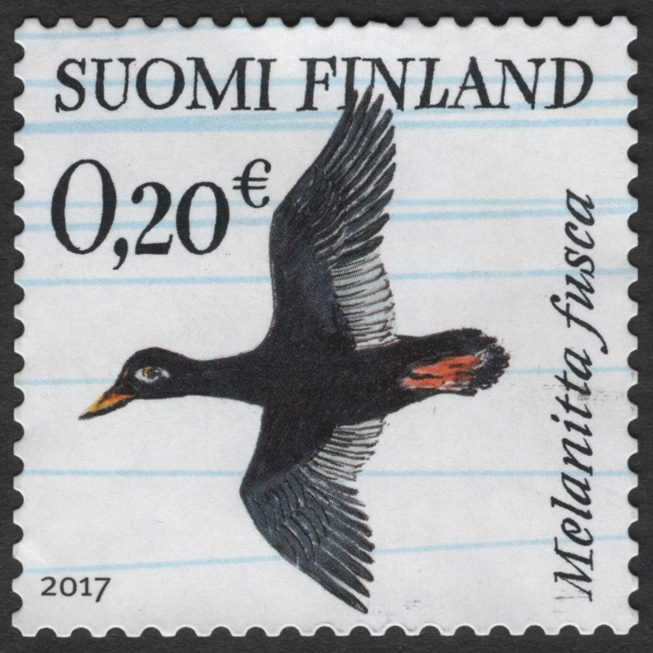 SCG3129 - Finland 2017 – Velvet Scoter Stamp (Melanitta fusca)