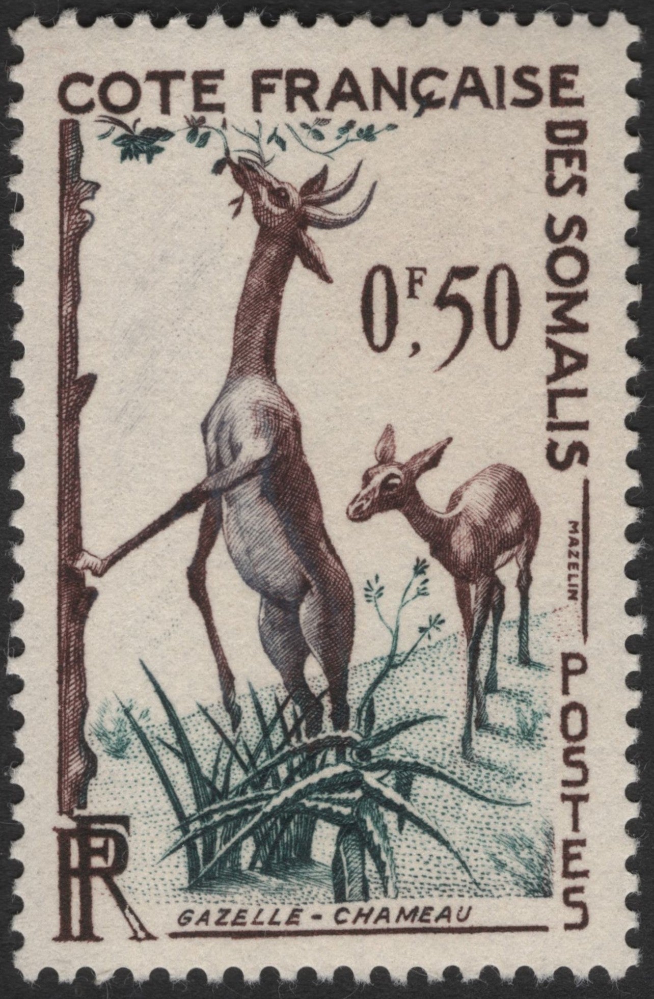 SCG3473 - 1950s French Somali Coast – Gerenuks (Gazelle-Giraffe)