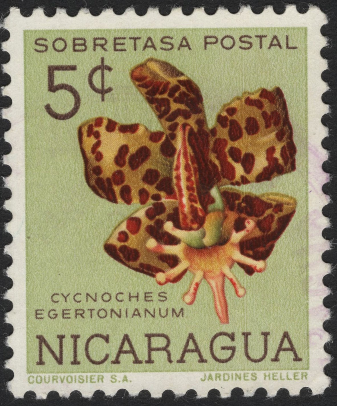 SCG4075 - Nicaragua – Cycnoches Egertonianum Orchid (Surtax Issue) – 1960s