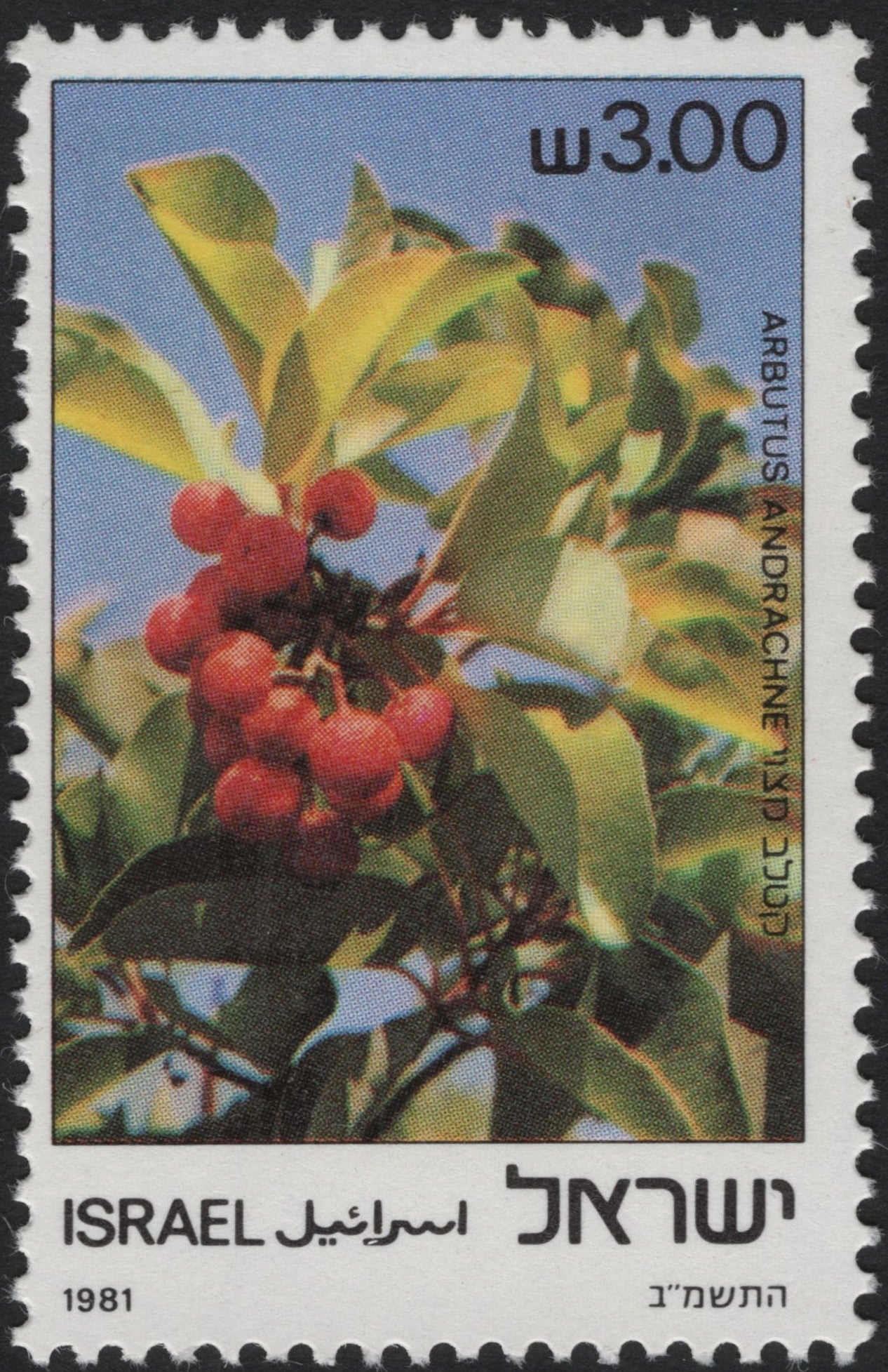SCG4044 - Israel 1981 – Arbutus Andrachne (Strawberry Tree)
