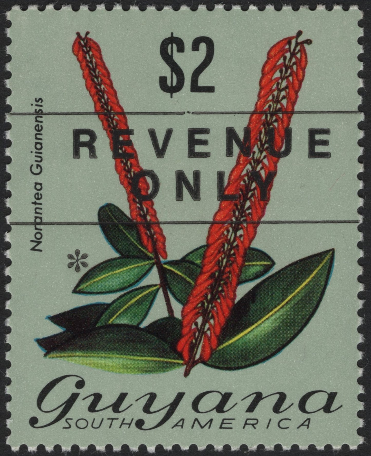SCG4094 - Guyana $2 Revenue Stamp – Norantea Guianensis