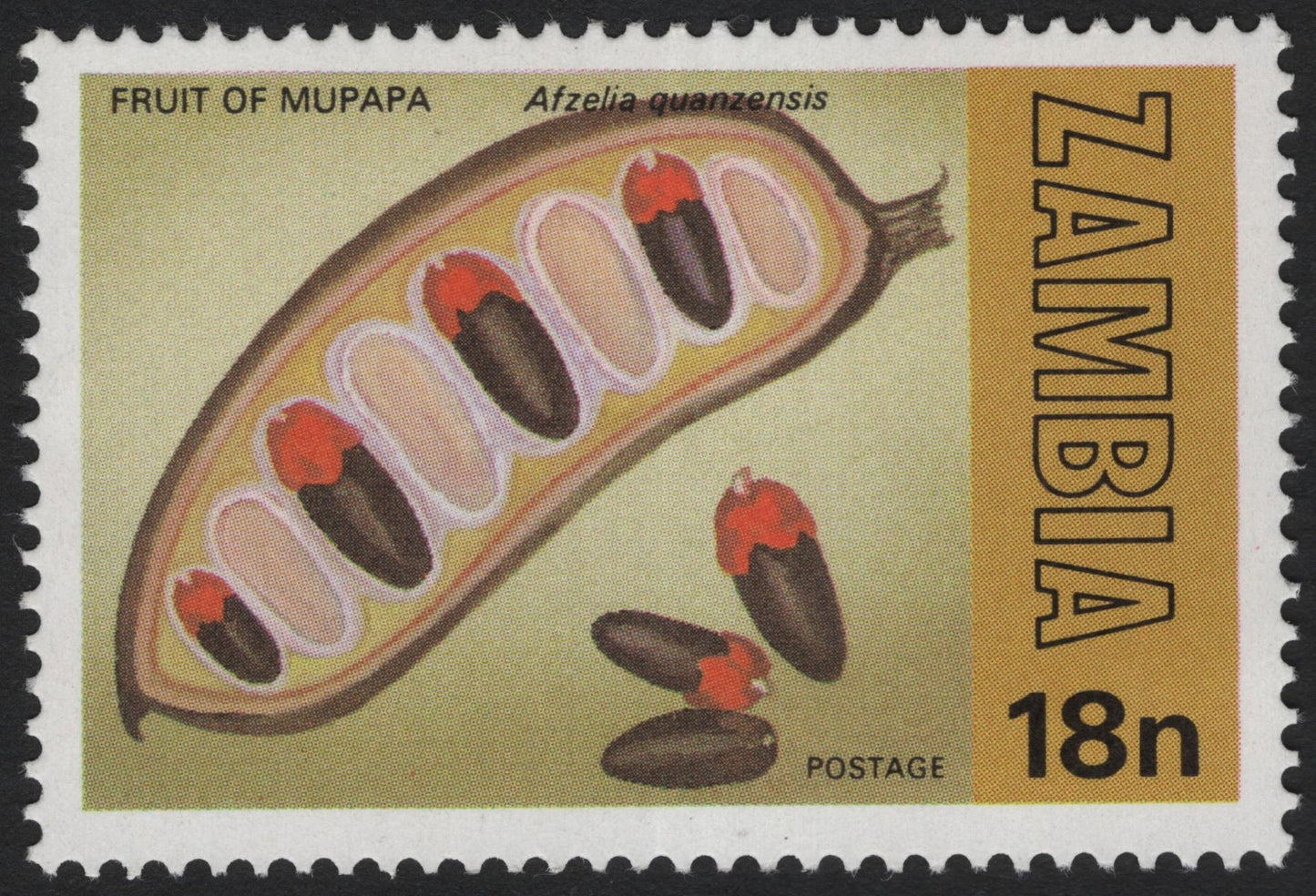 SCG3998 - Zambia 1970s – Fruit of Mupapa (Afzelia quanzensis) – 18 Ngwee