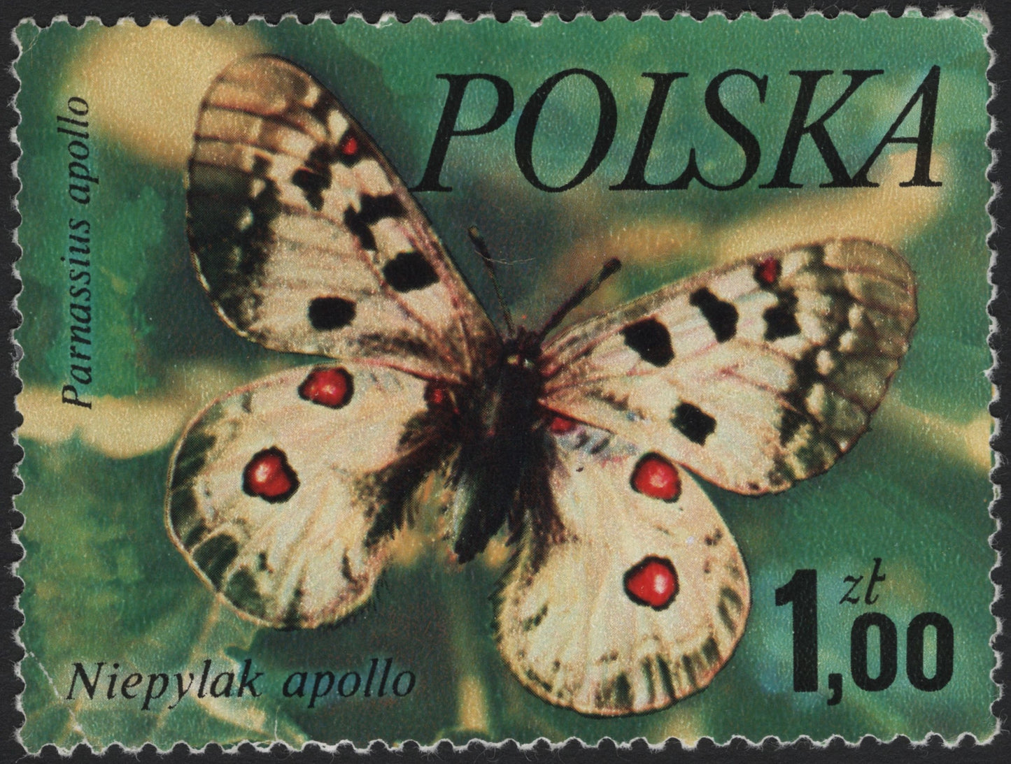 SCG4121 - Poland 1967 – Apollo Butterfly (Parnassius apollo)