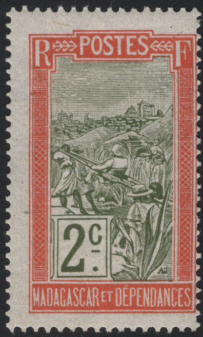 SCG4977 - Madagascar & Dependencies – Rice Harvesting Scene (Early 20th Century)
