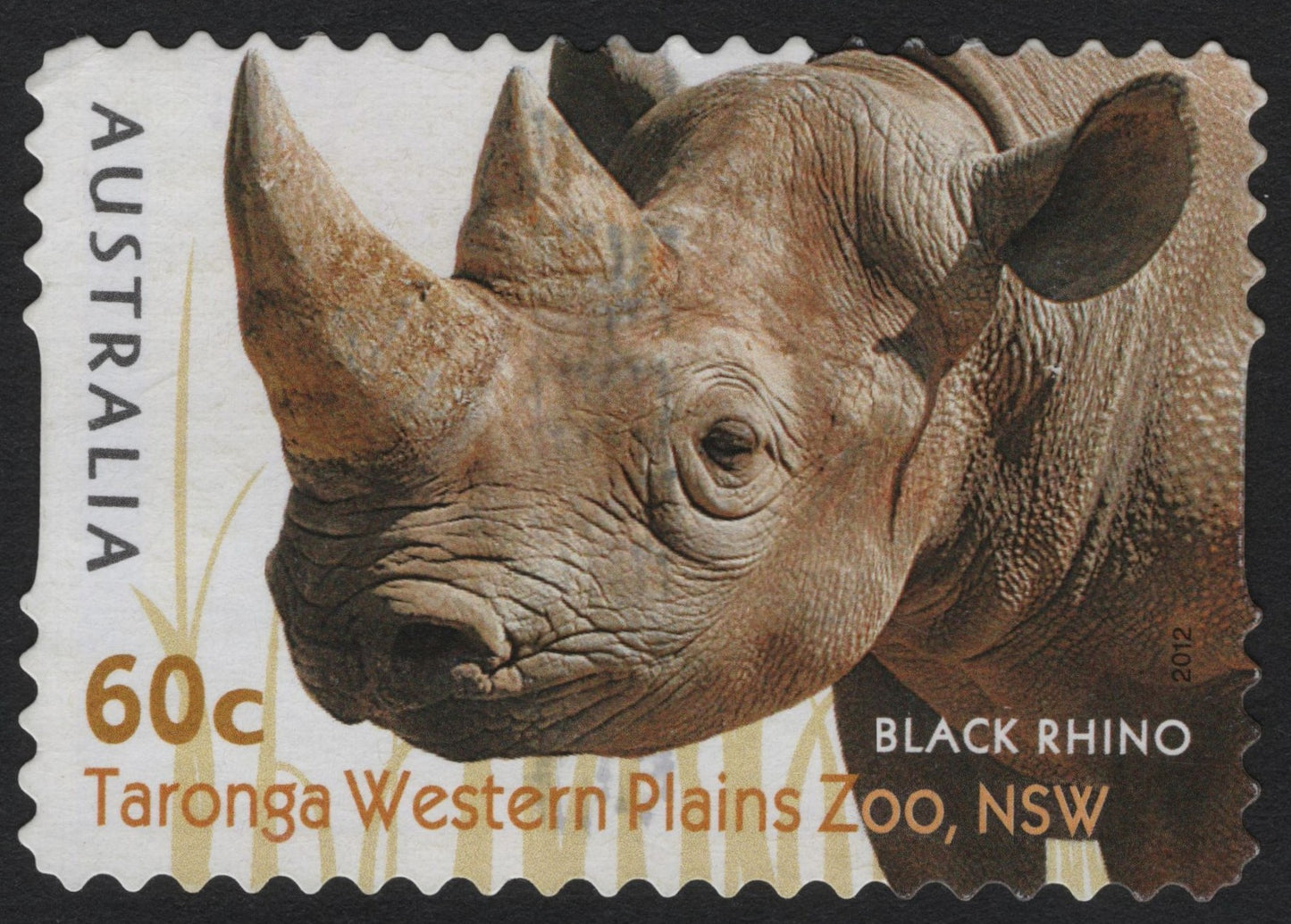 SCG5130 - Australia 2012 – Black Rhino, Taronga Western Plains Zoo