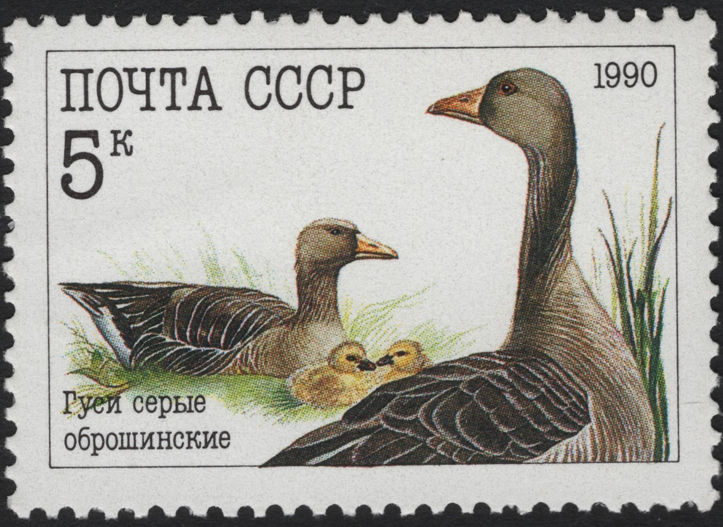 SCG5995 - USSR 1990 – Grey Geese (Anser anser)