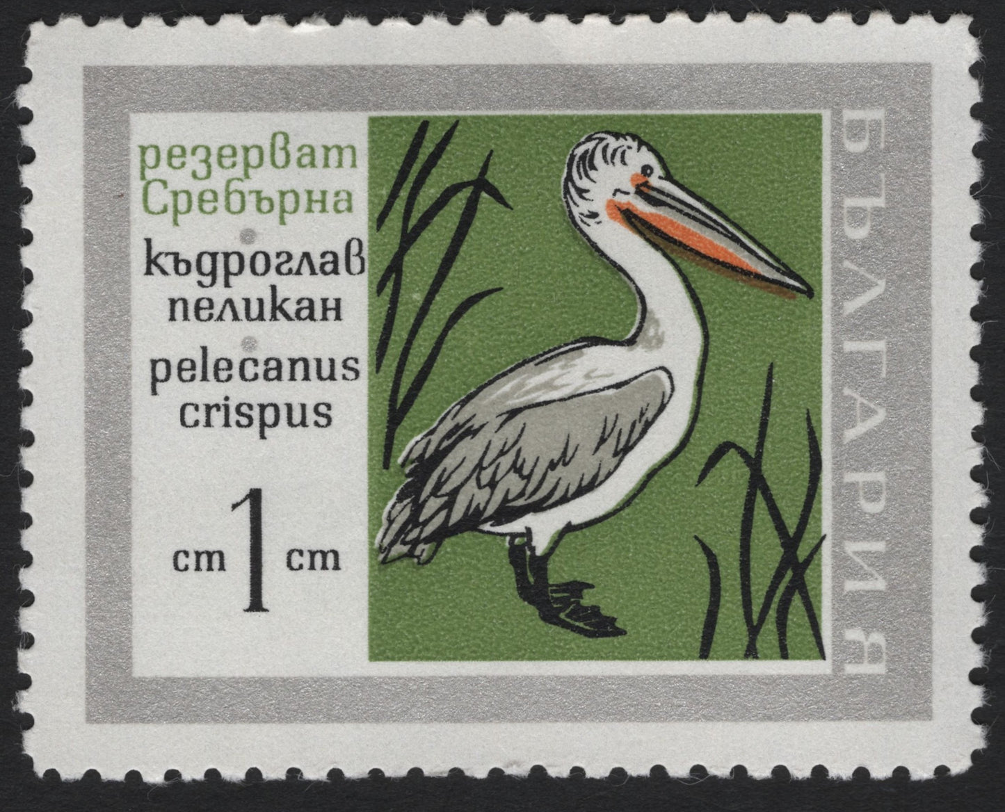 SCG6015 - Bulgaria – Dalmatian Pelican (Pelecanus crispus), Srebarna Nature Reserve