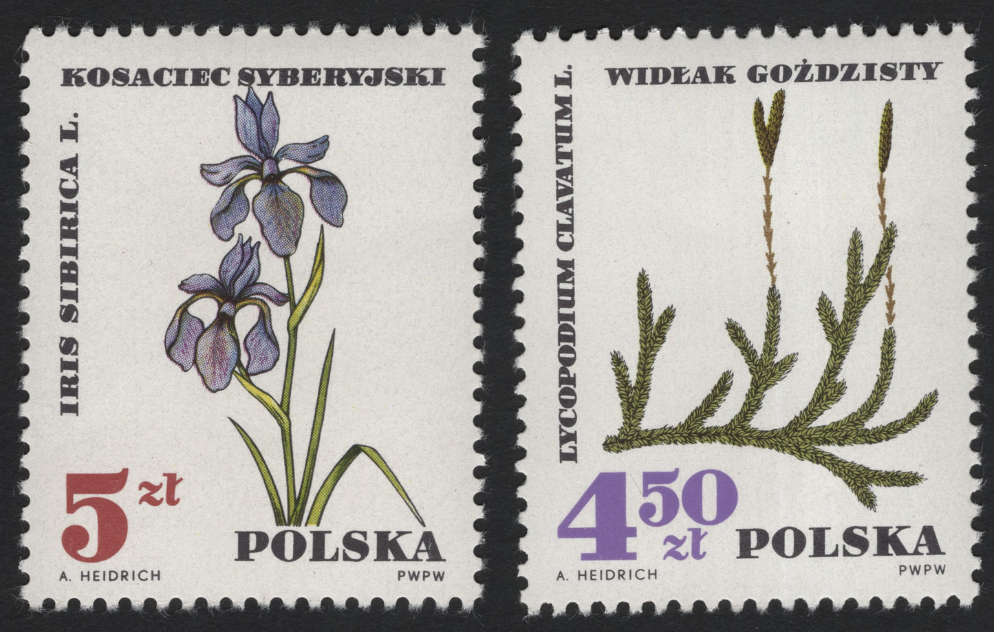 SCG5889 - 🌸 Poland 1970 – Native Flora Series (Iris sibirica & Lycopodium clavatum)