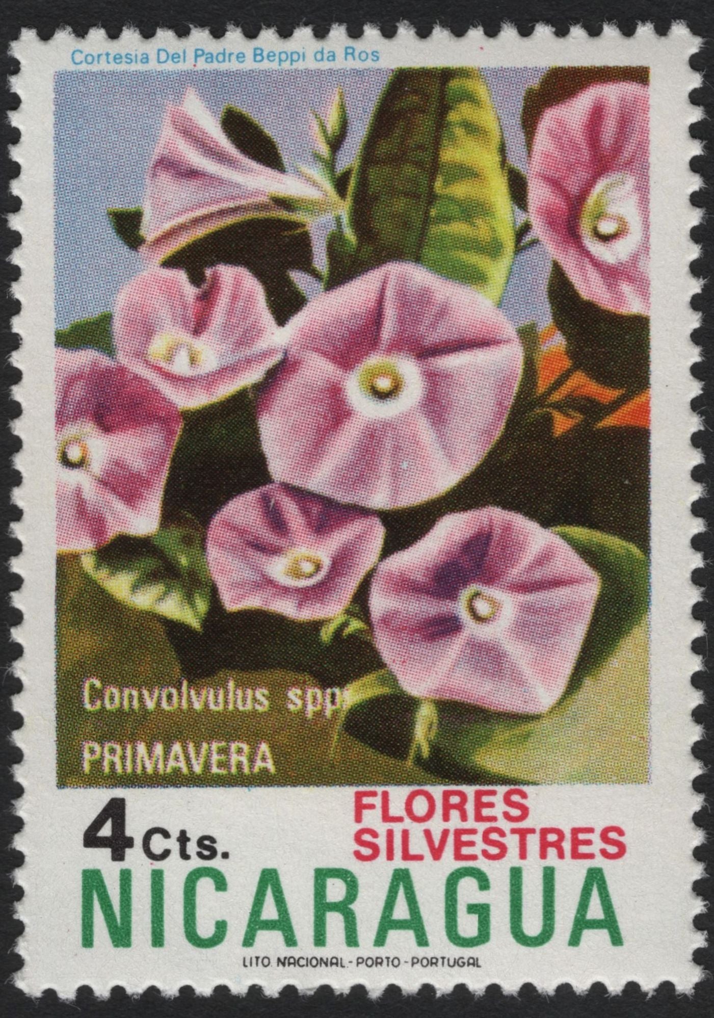 SCG5905 - Nicaragua 1960s “Flores Silvestres” – Wild Flowers Series
