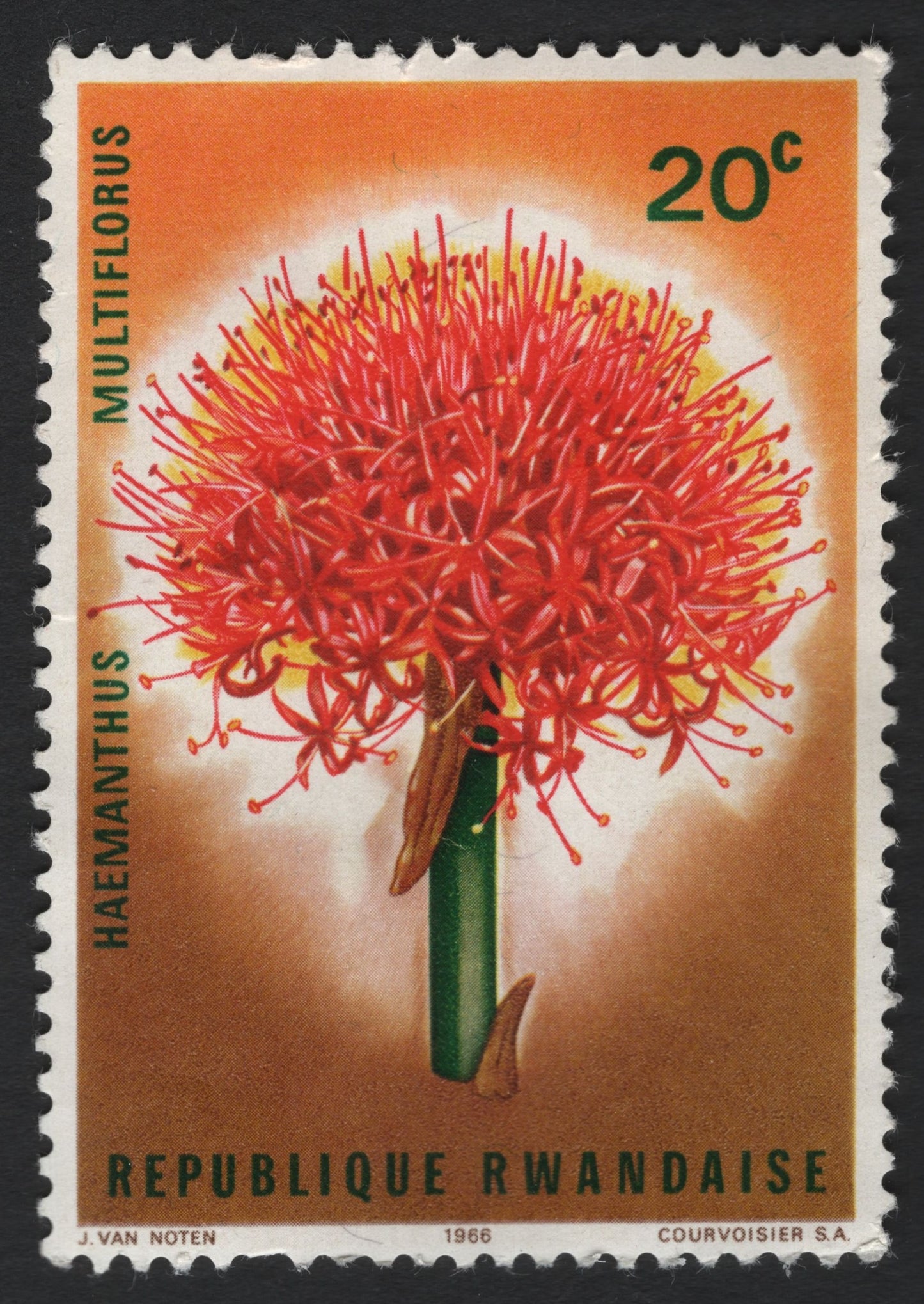 SCG6034 - Rwanda 1966 – Haemanthus multiflorus (Blood Lily)