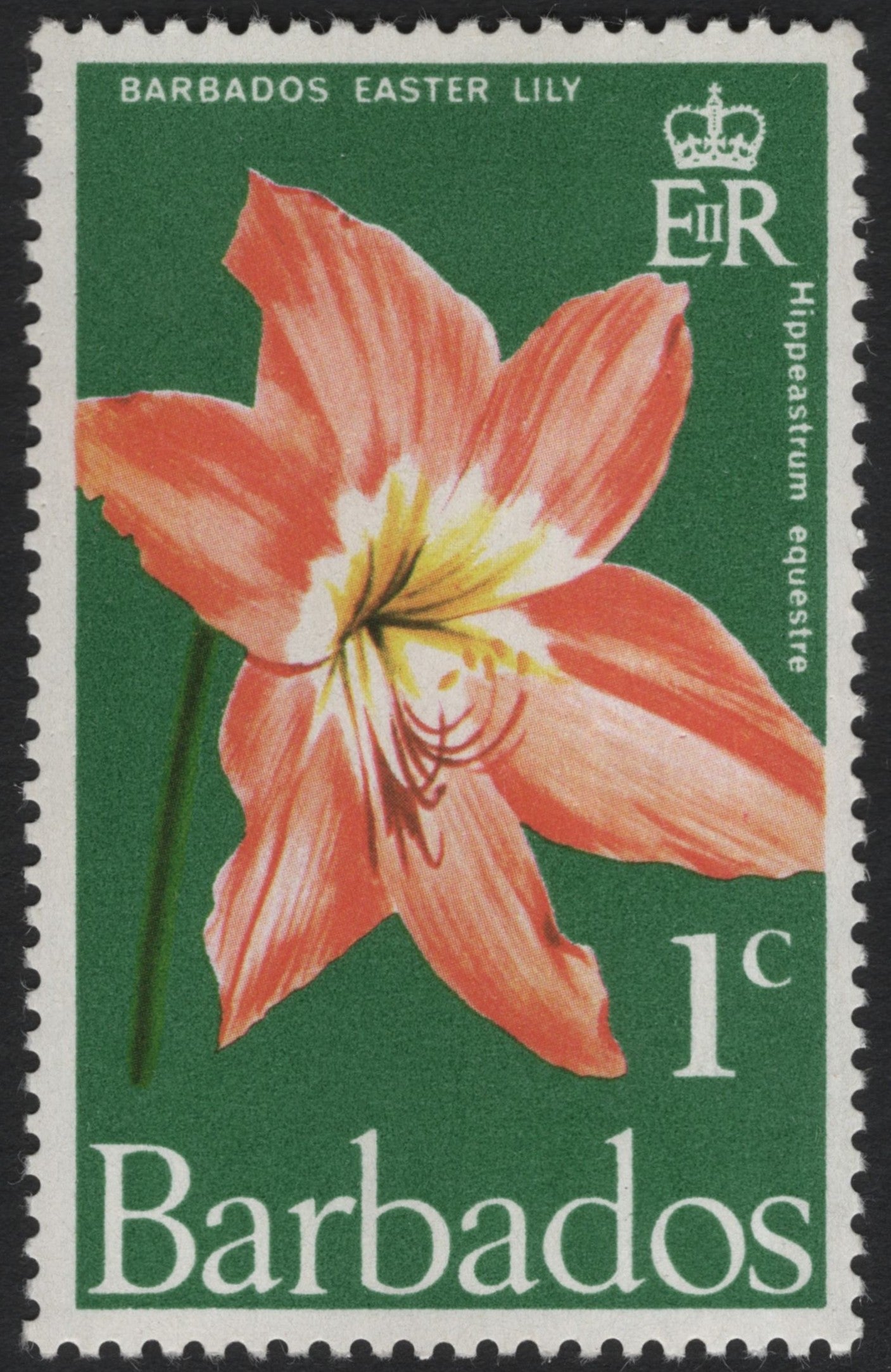 SCG6045 - Barbados 1¢ Easter Lily (Hippeastrum equestre) – 1960s Definitive