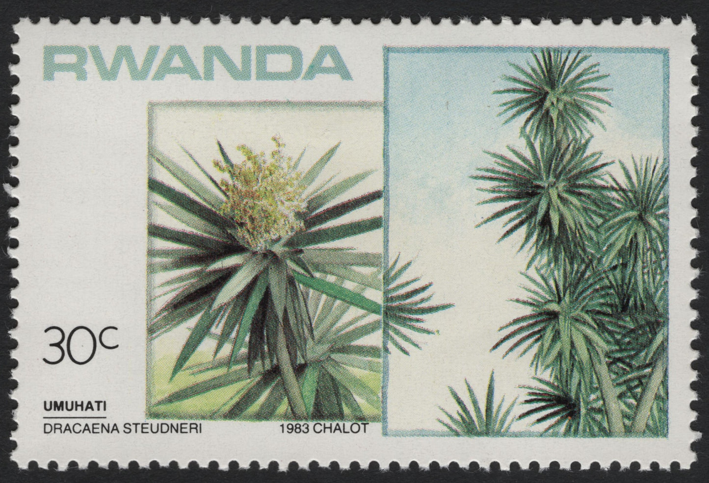 SCG6062 - Rwanda 1983 “Umuhati” – Dracaena Steudneri